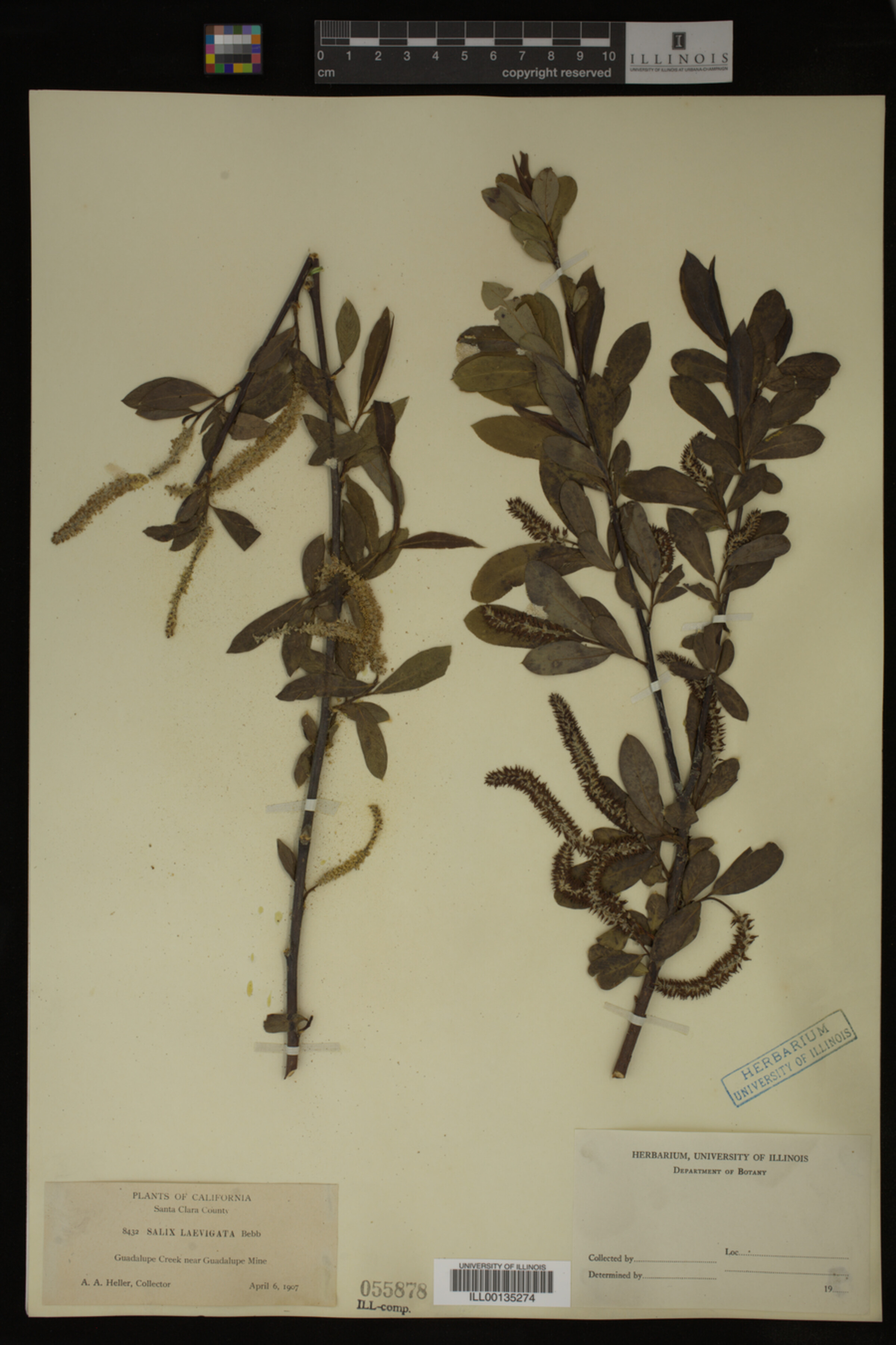 Salix laevigata image
