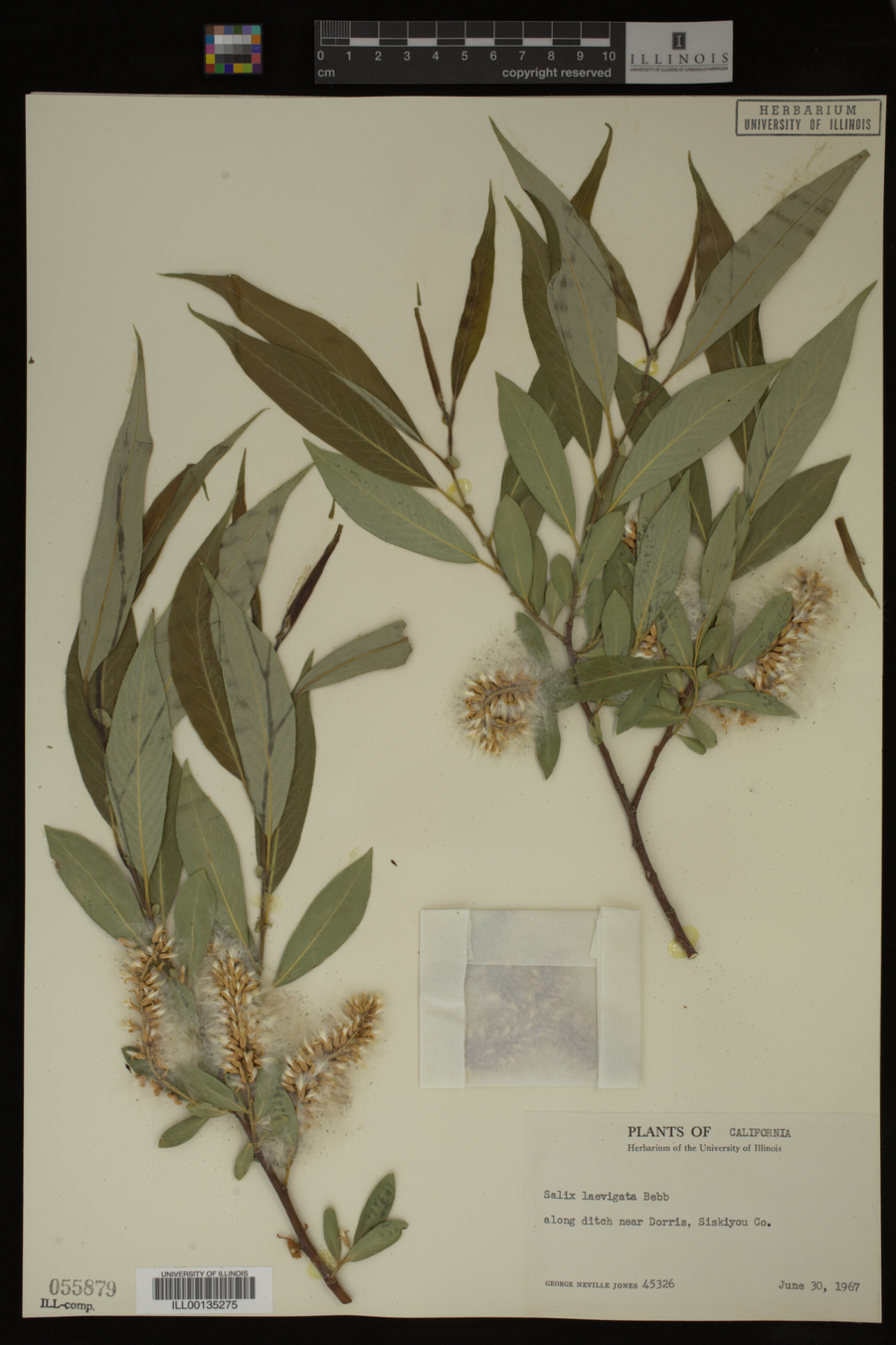 Salix laevigata image