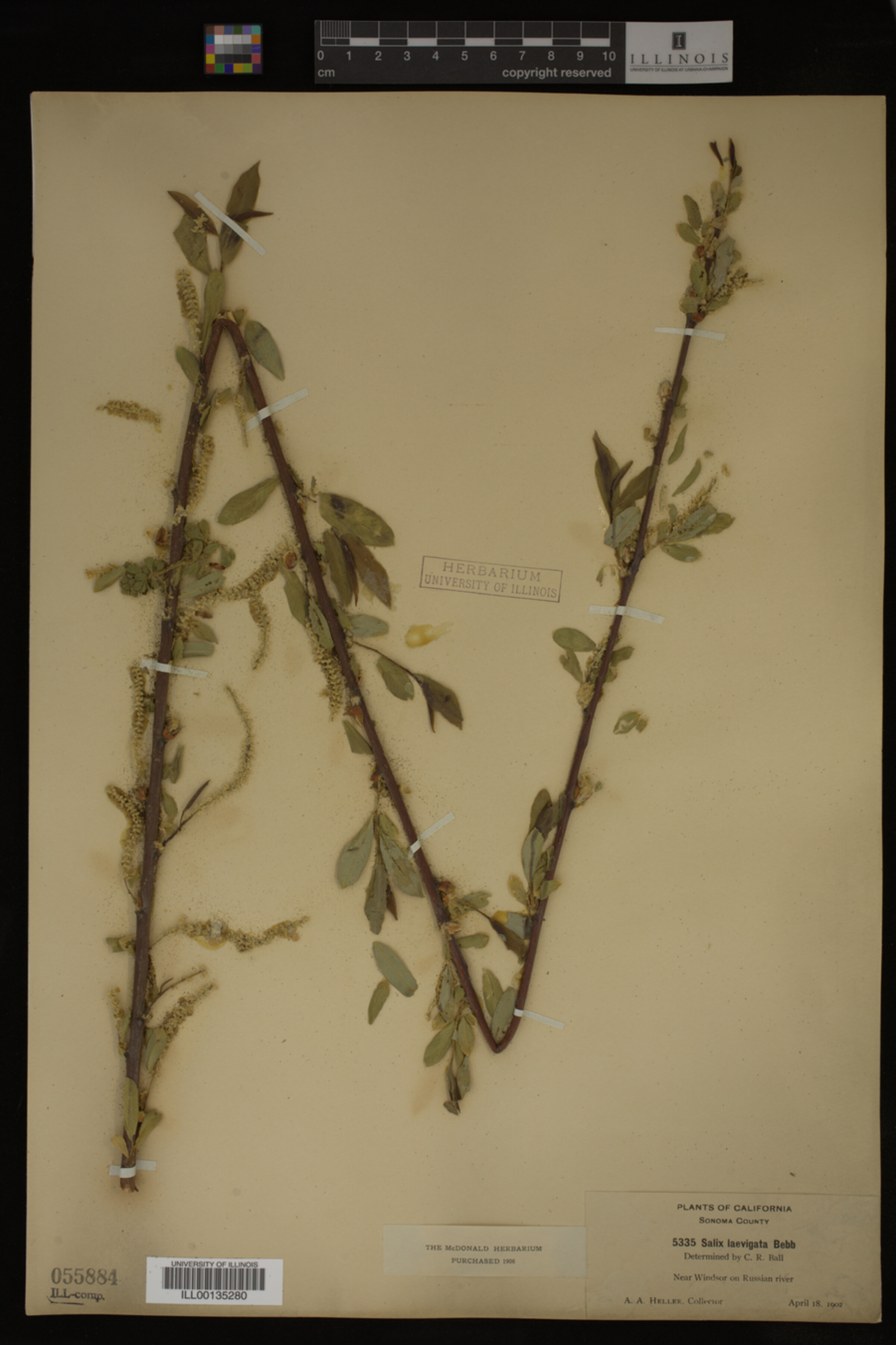 Salix laevigata image