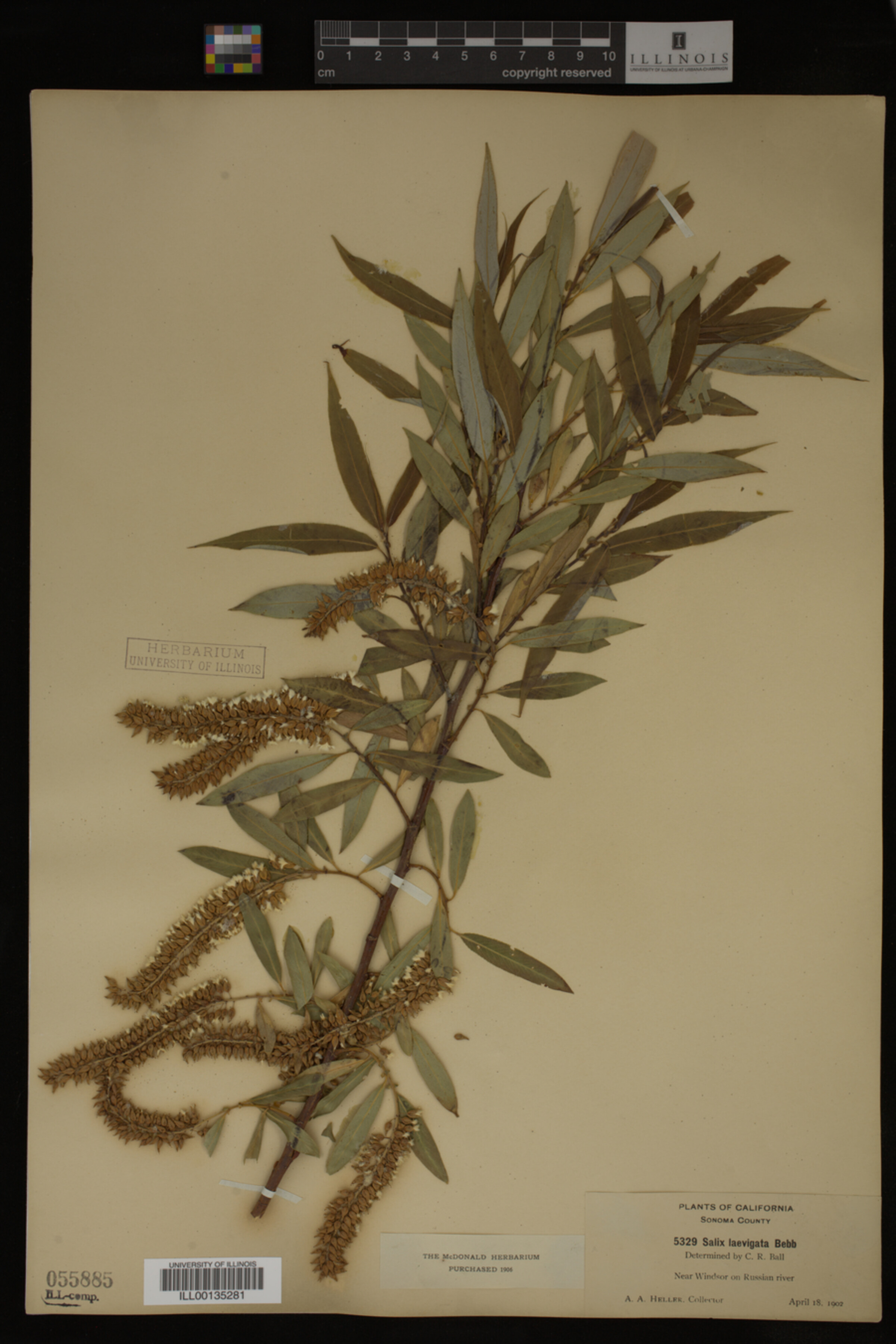 Salix laevigata image