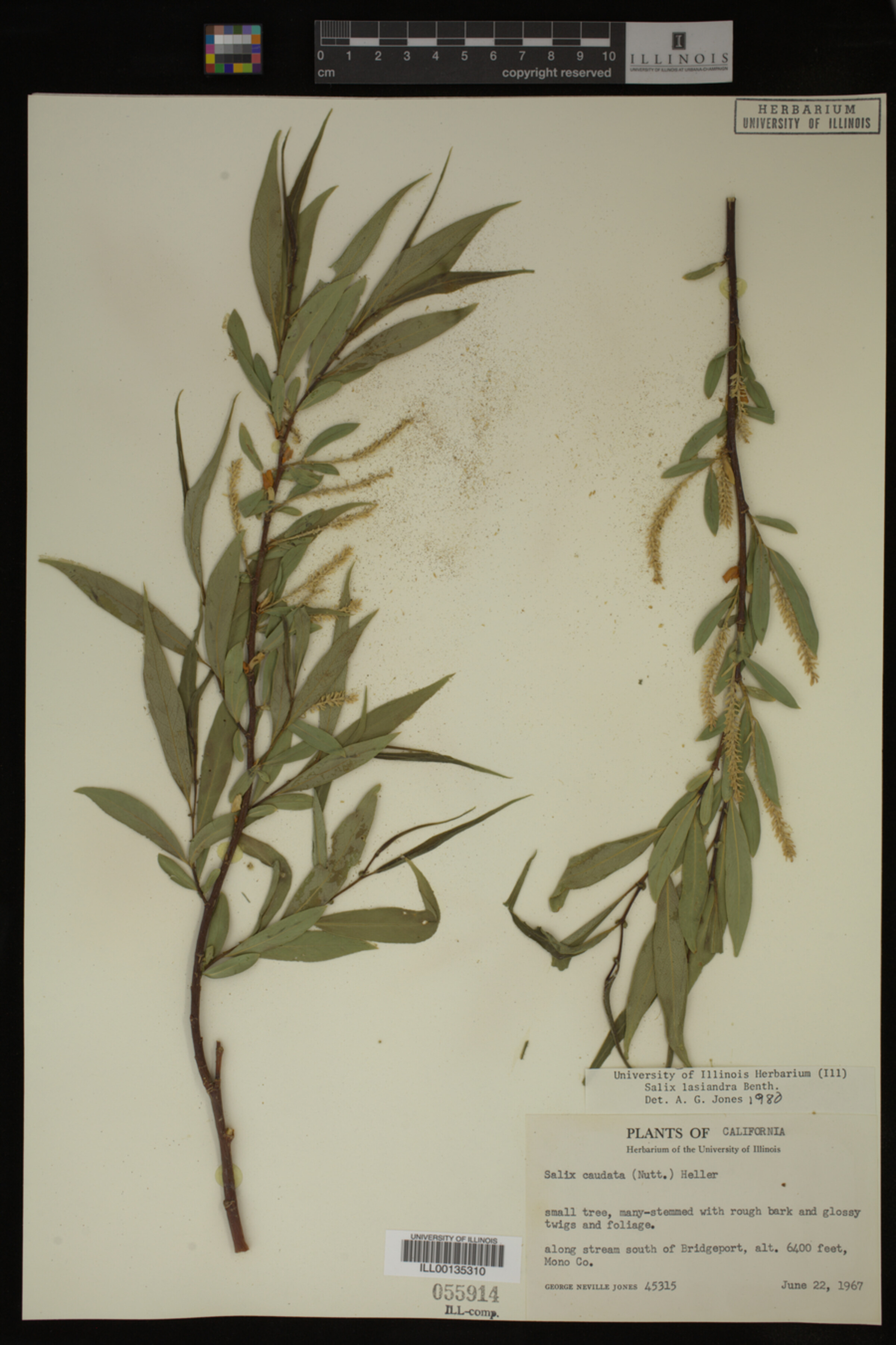 Salix lasiandra image