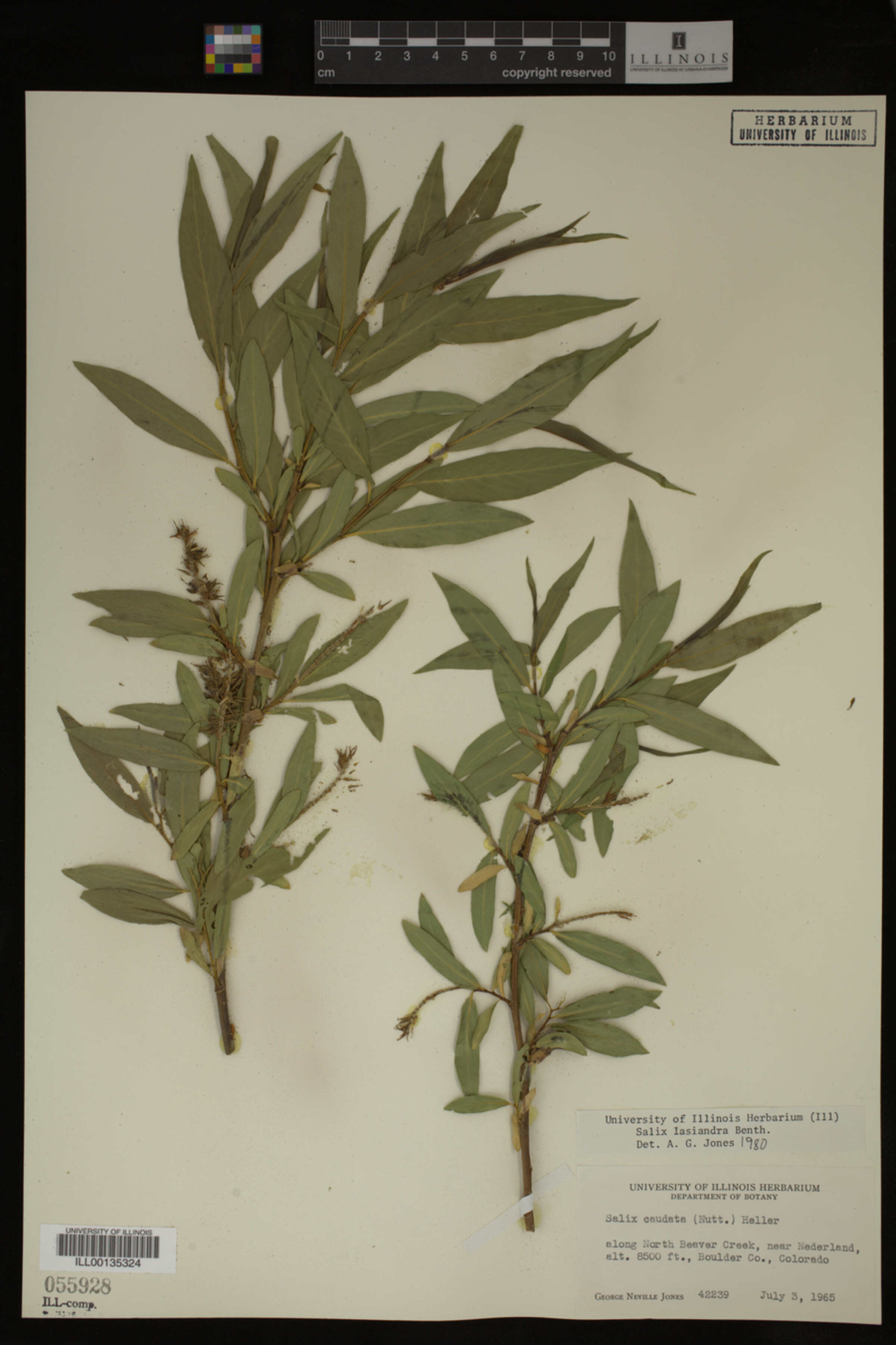 Salix lasiandra image