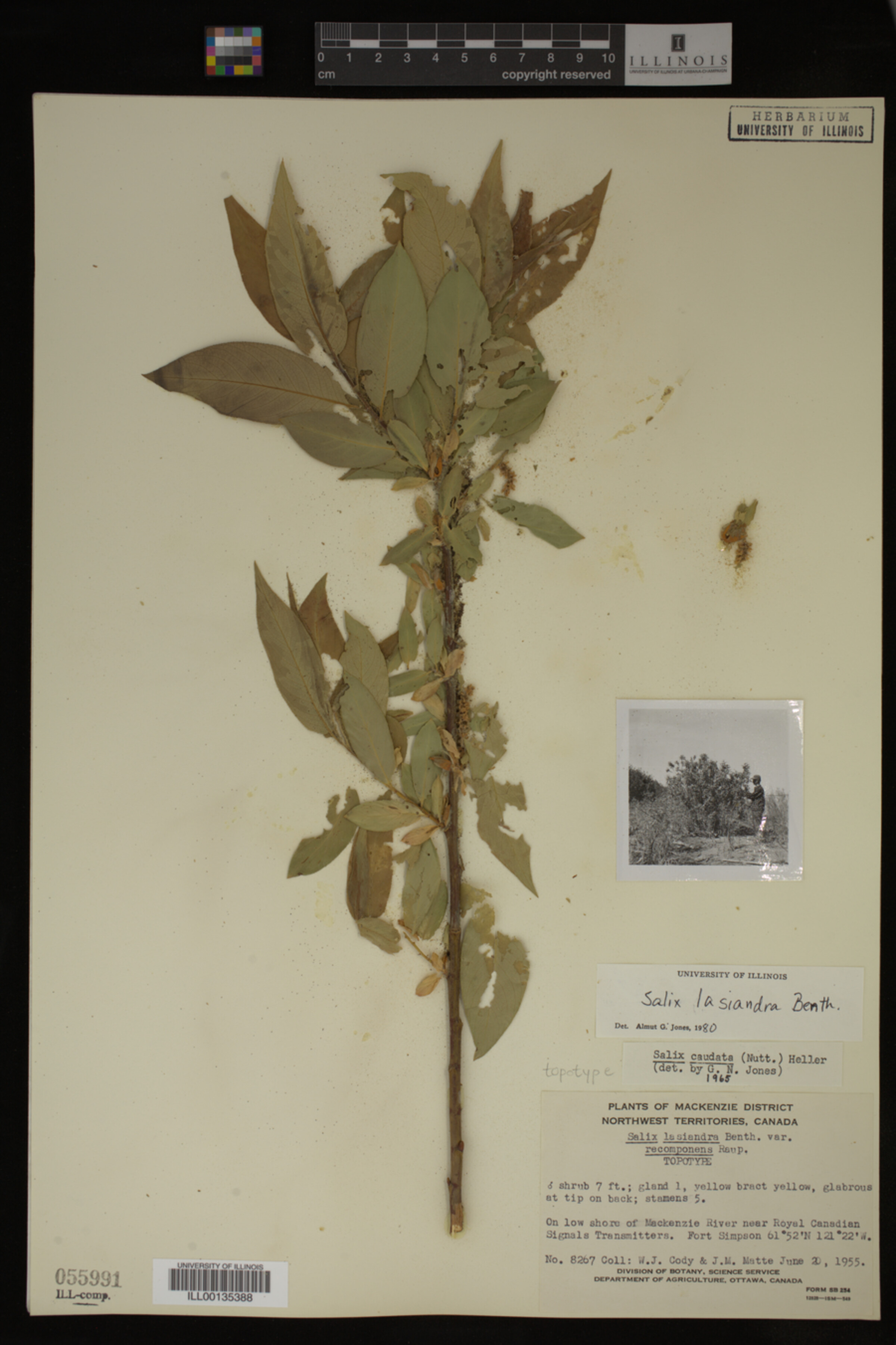 Salix lasiandra image