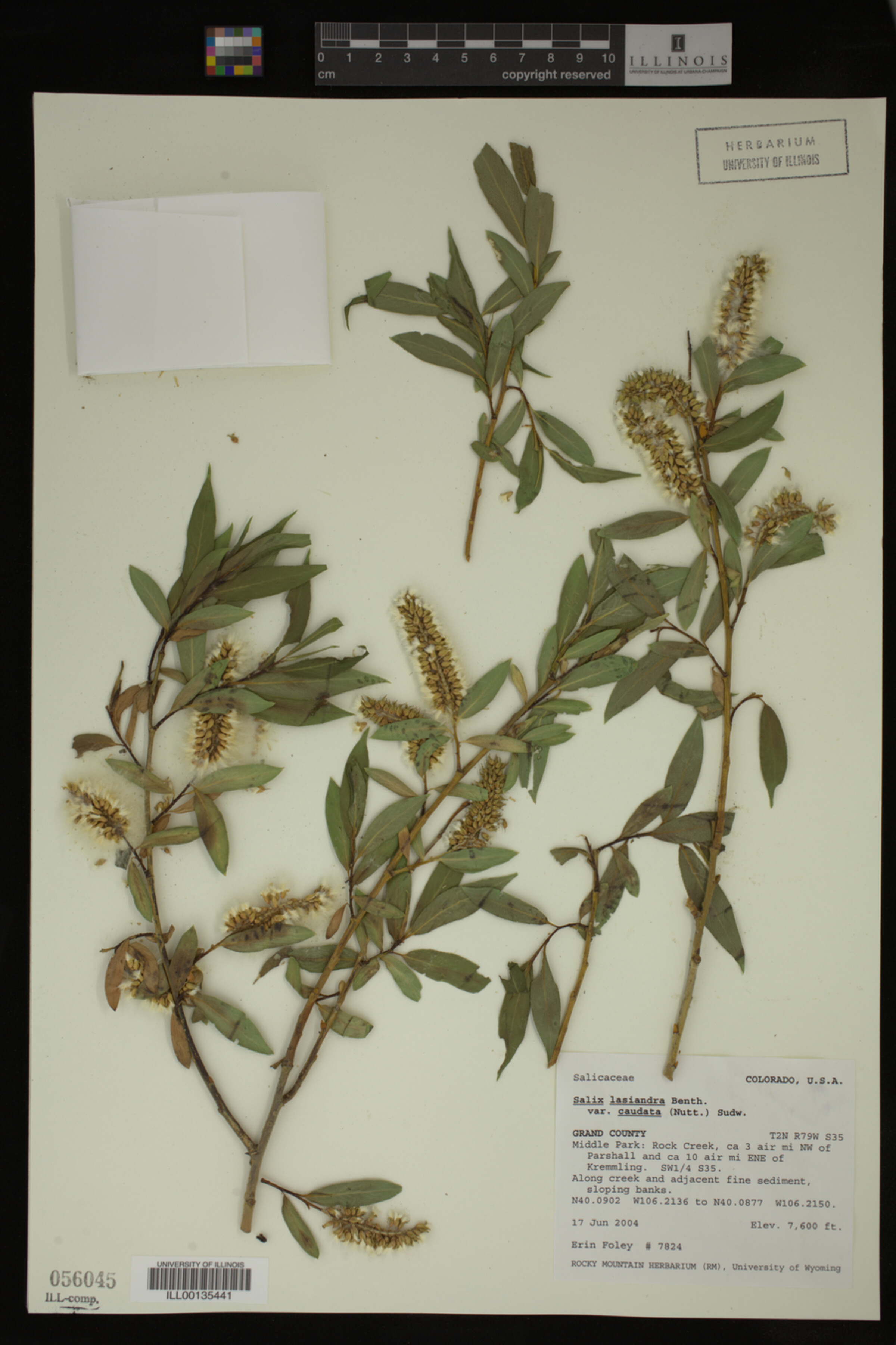 Salix lasiandra var. caudata image
