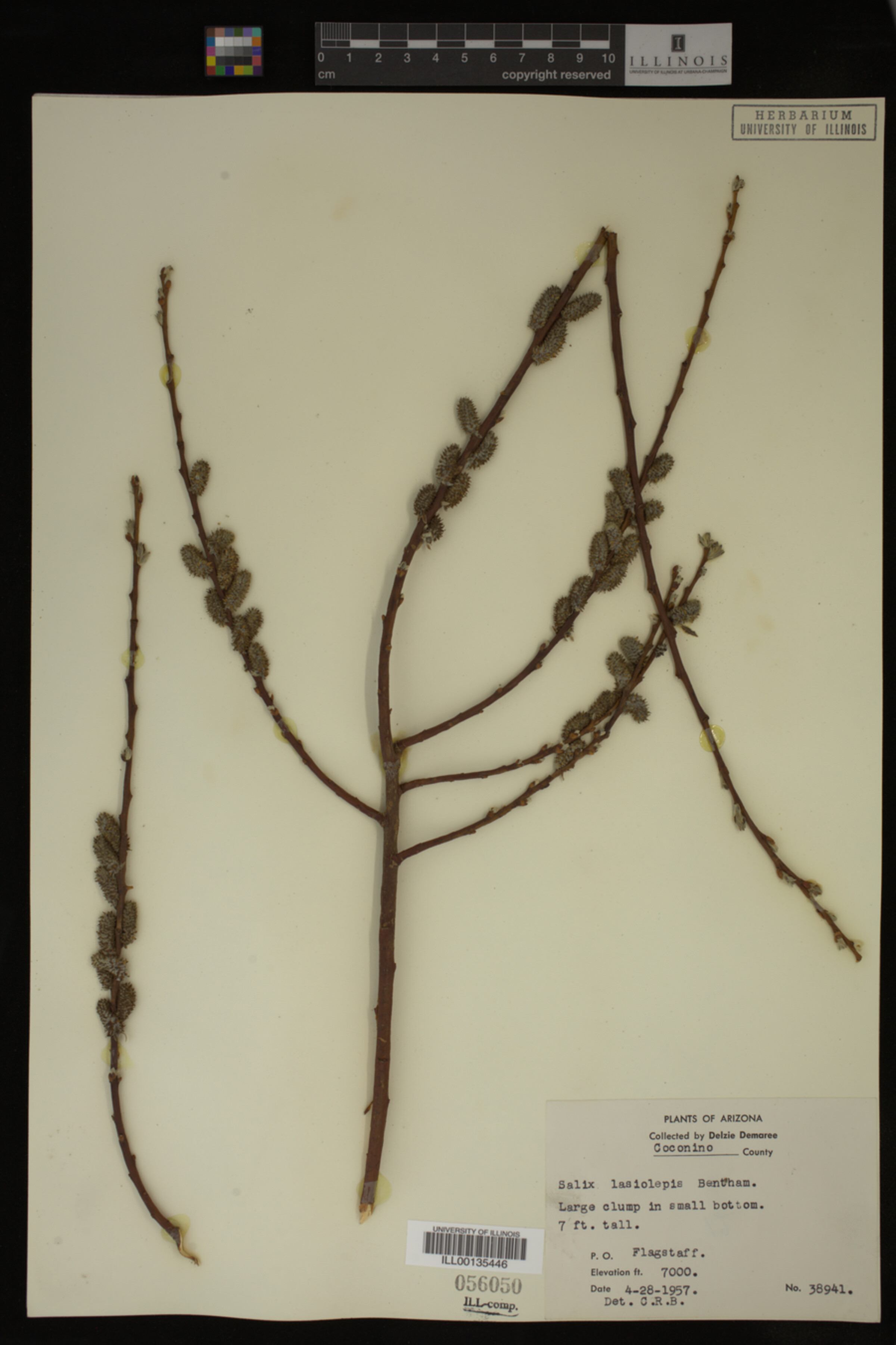Salix lasiolepis image