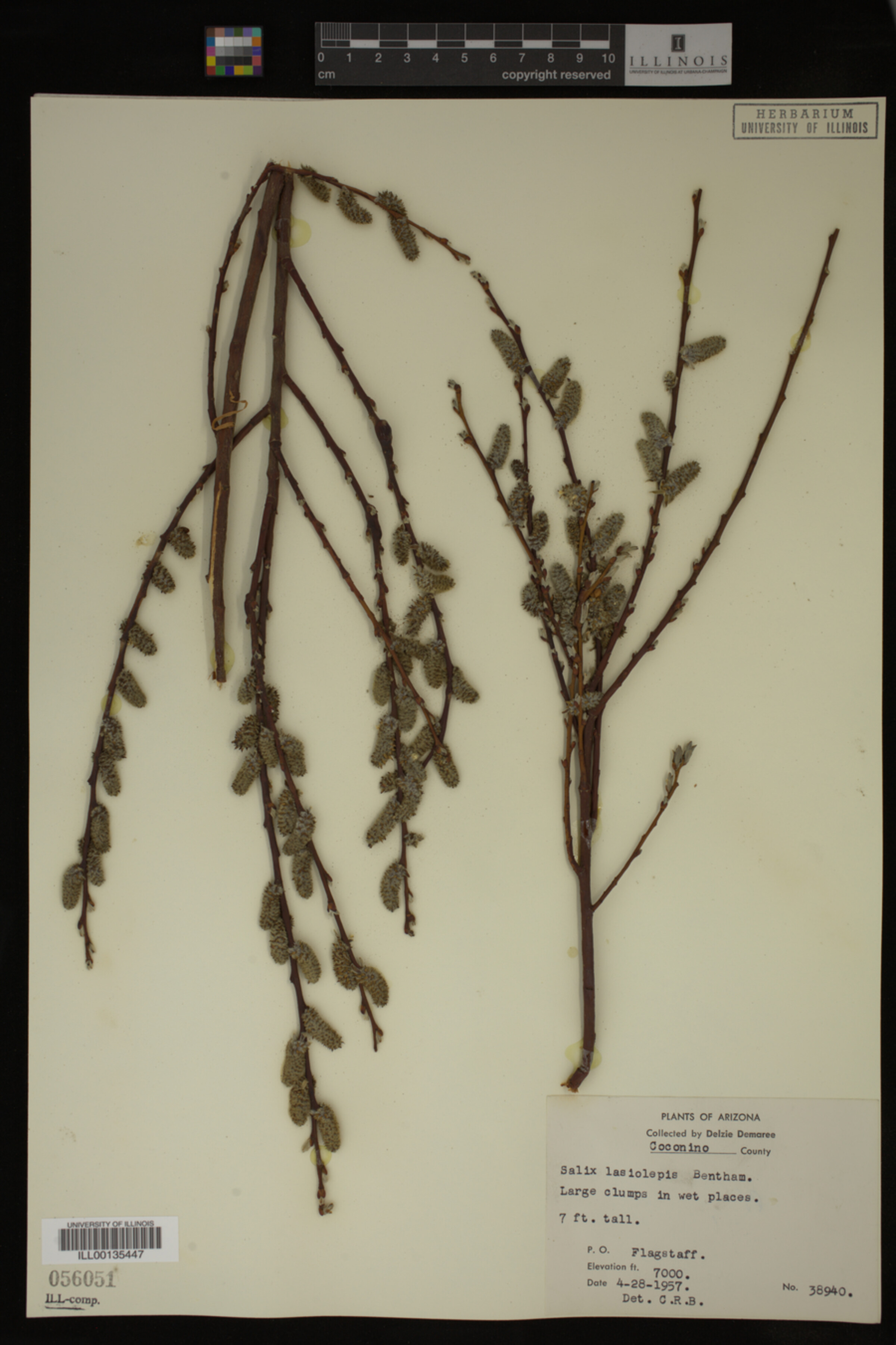 Salix lasiolepis image