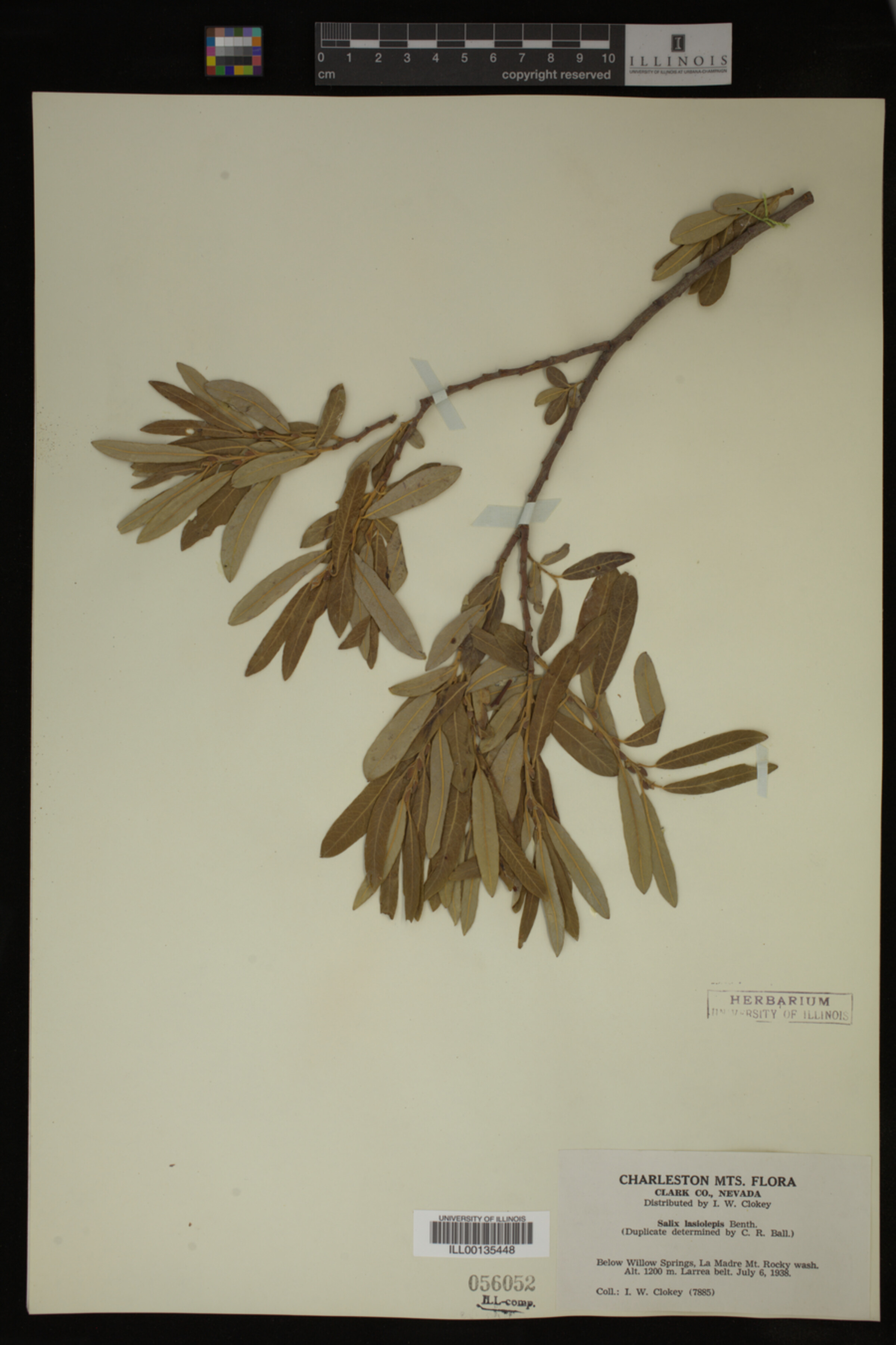 Salix lasiolepis image