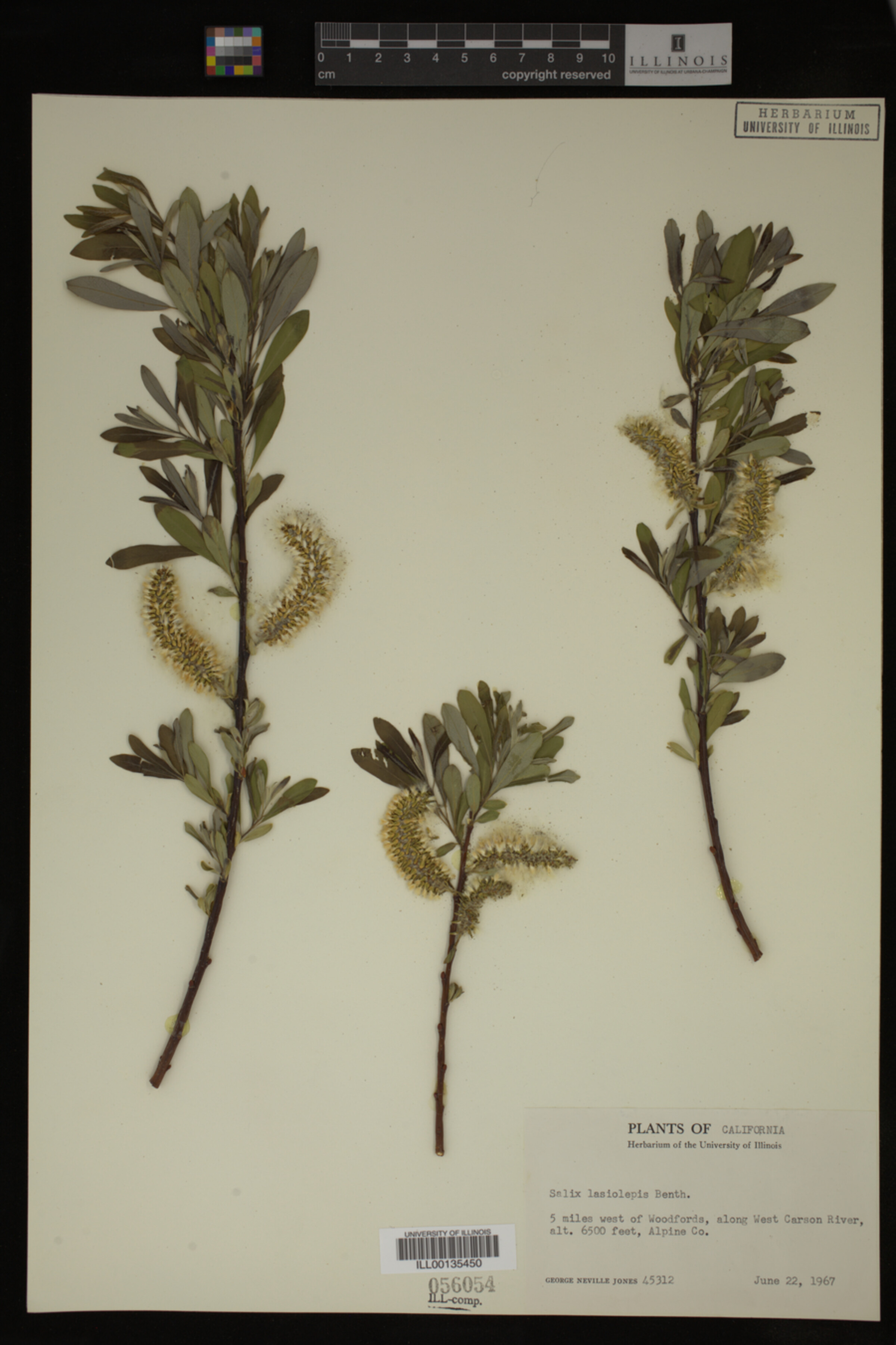 Salix lasiolepis image