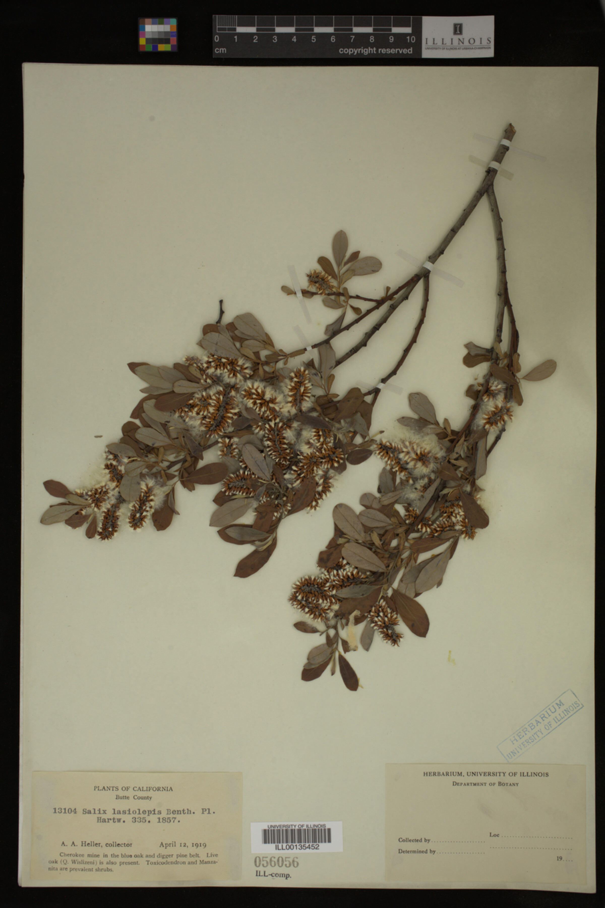 Salix lasiolepis image