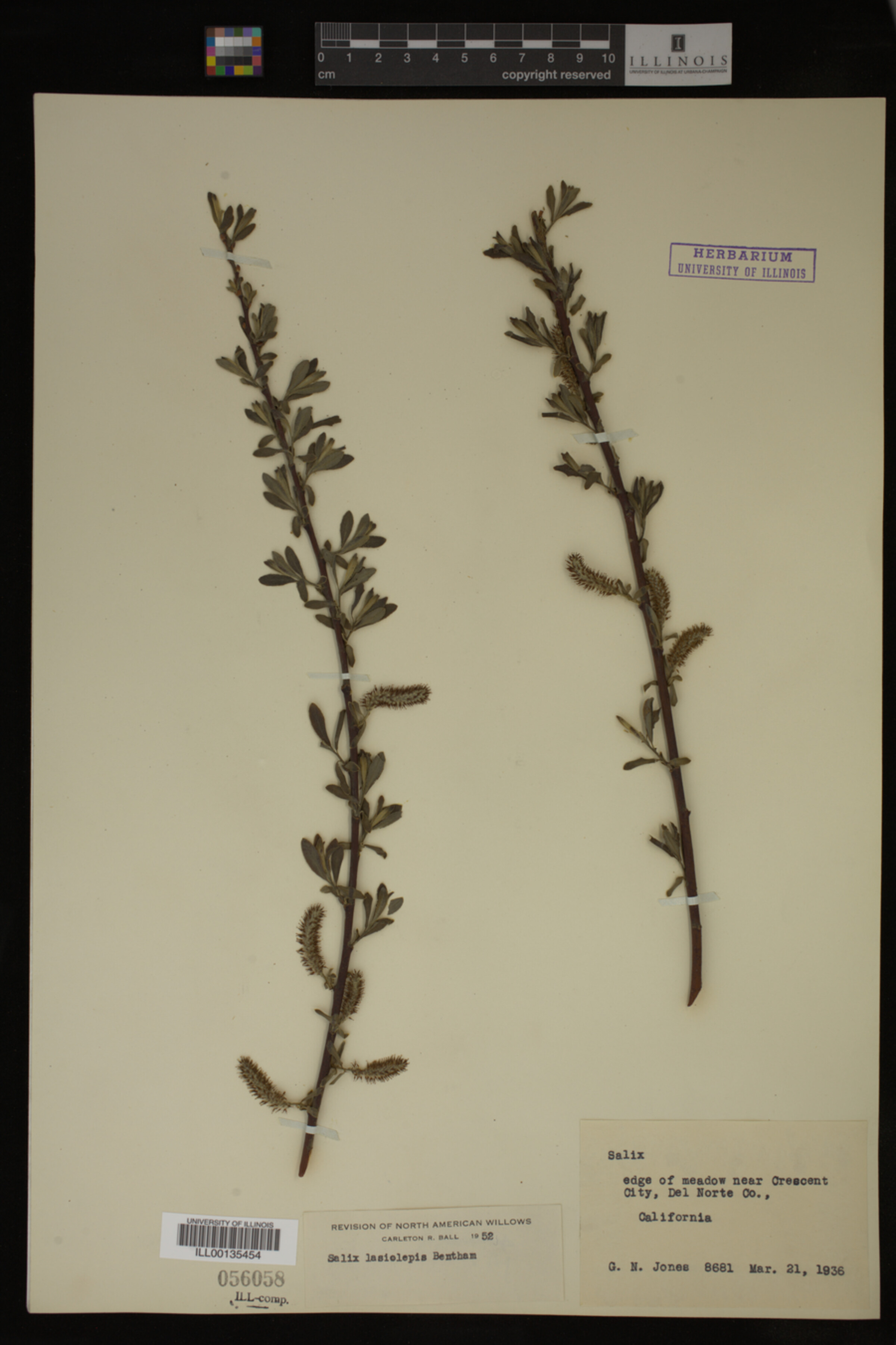 Salix lasiolepis image
