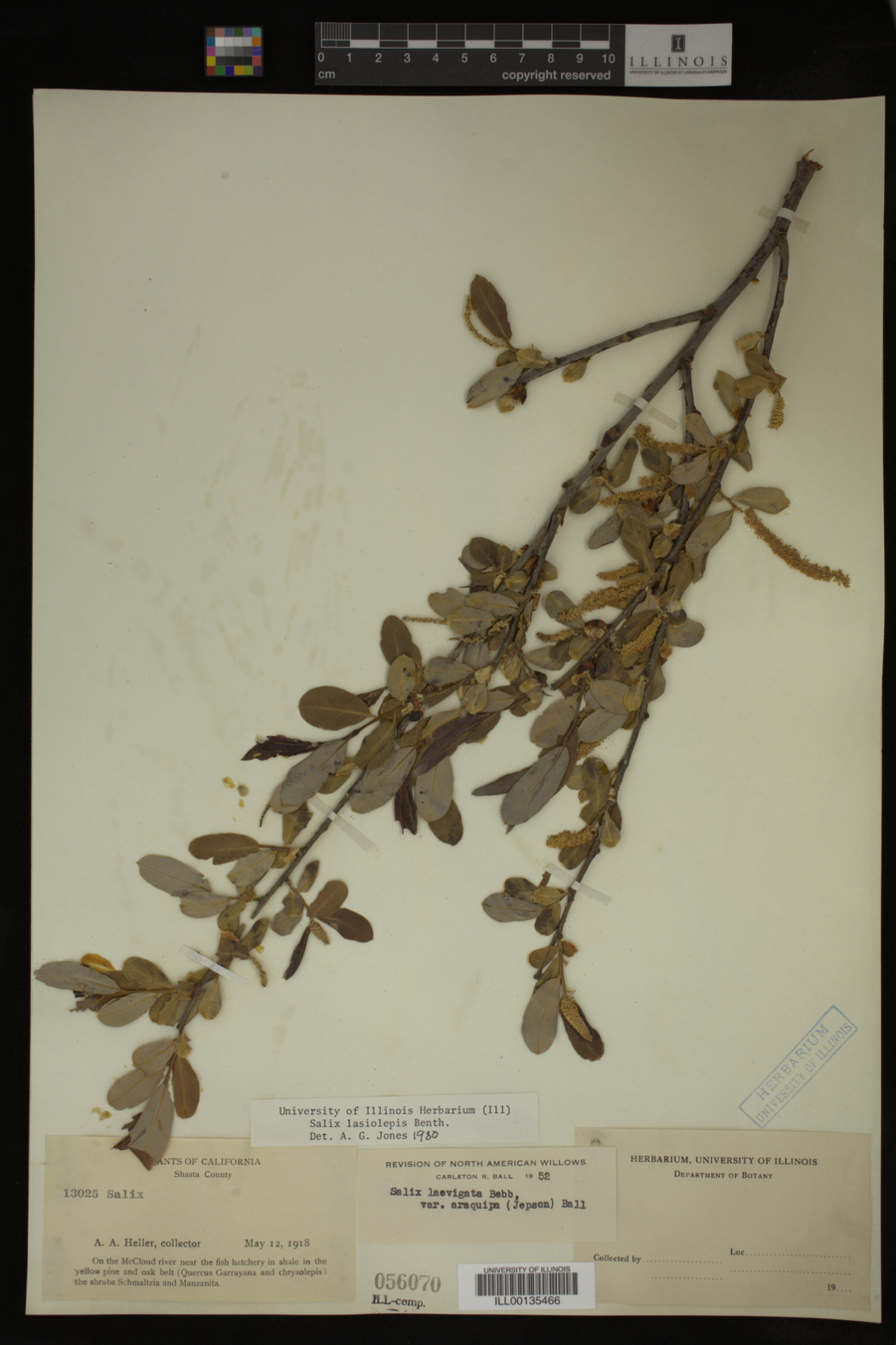 Salix lasiolepis image