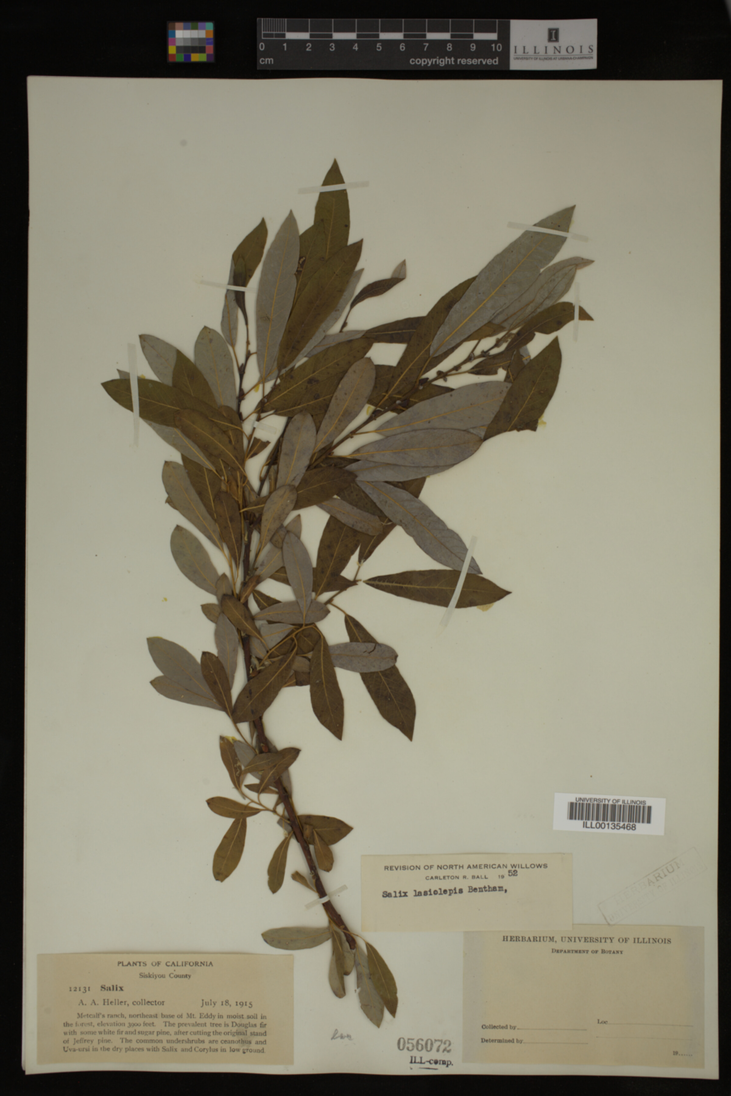 Salix lasiolepis image