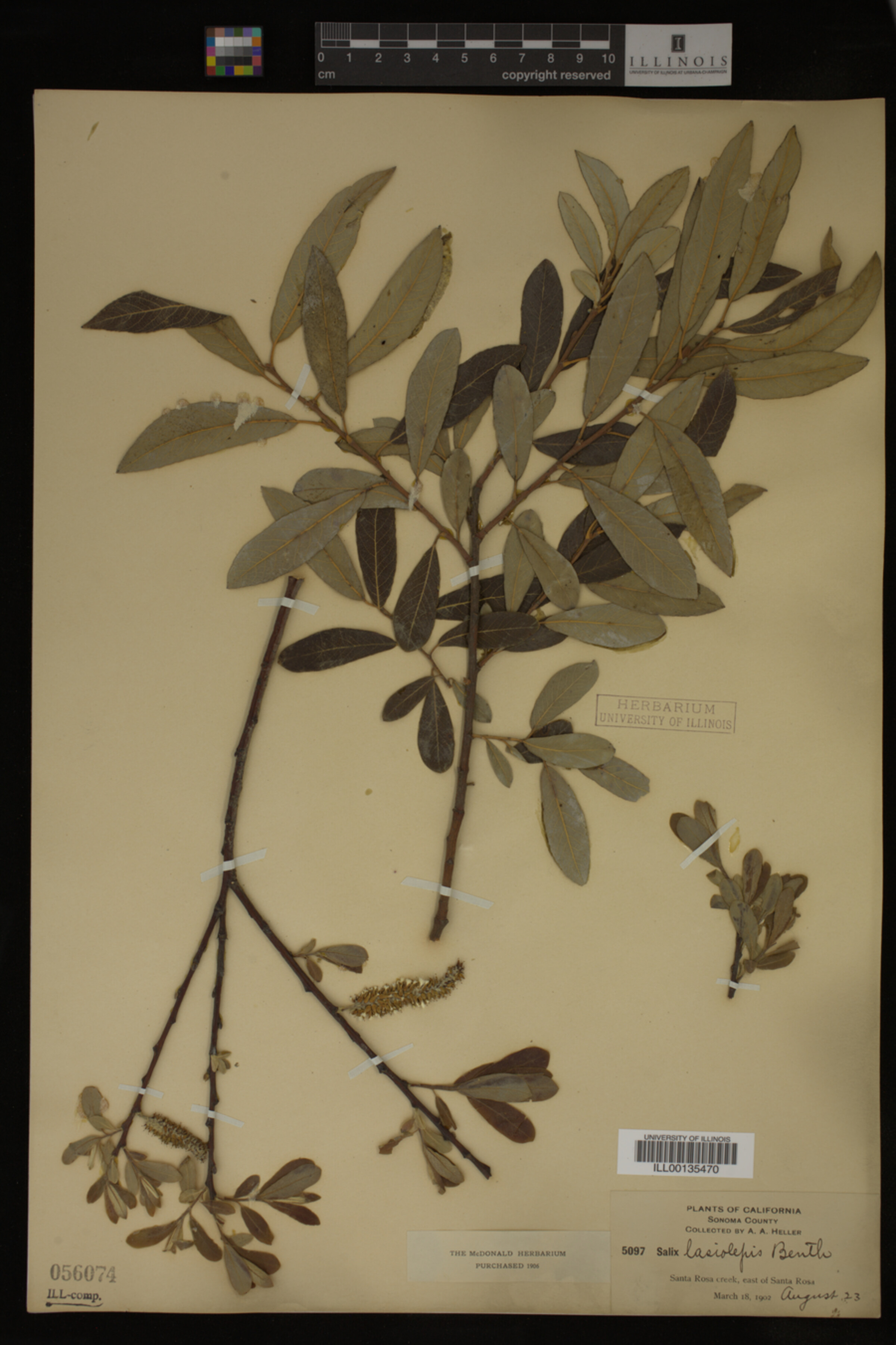 Salix lasiolepis image