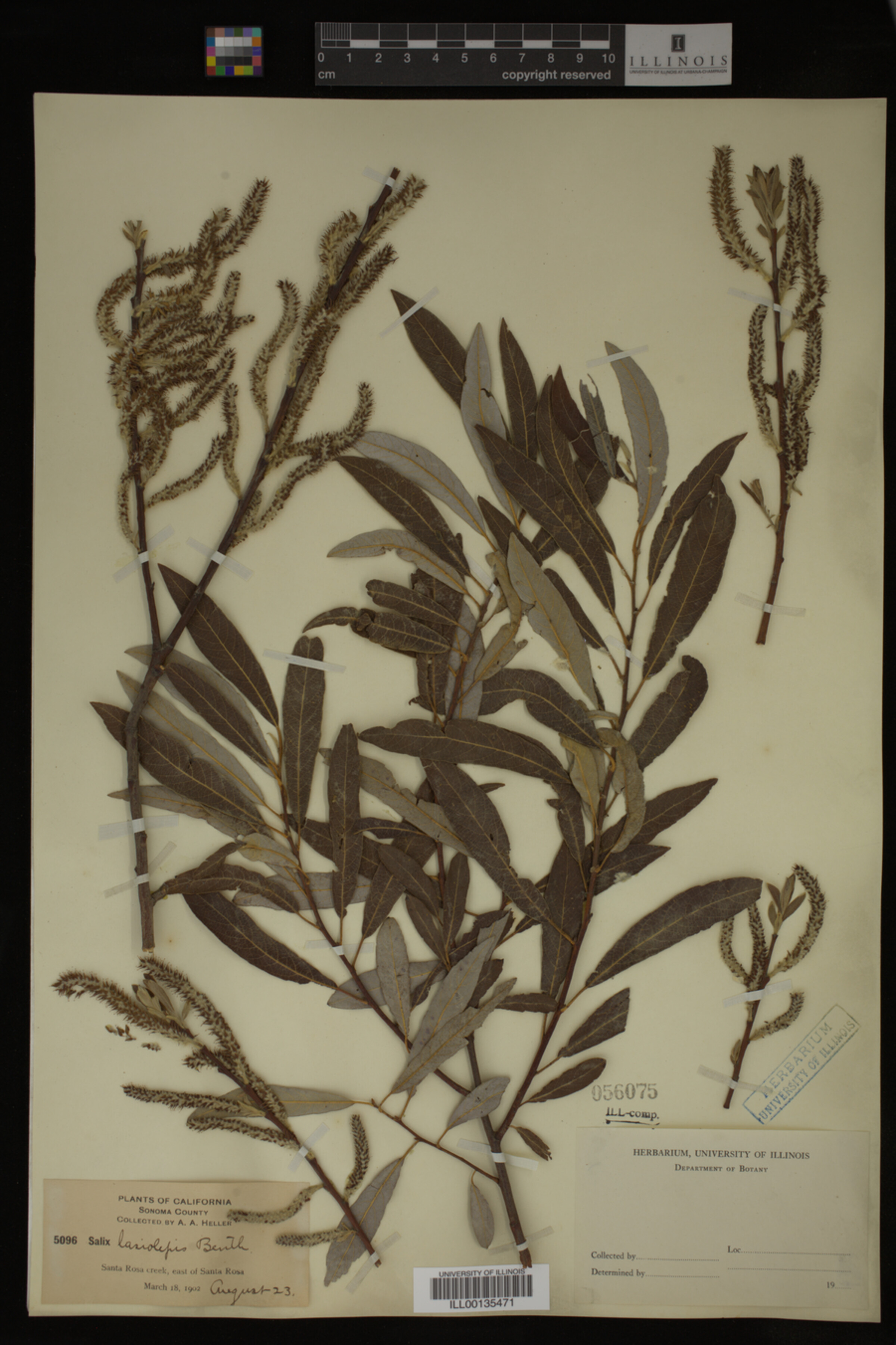 Salix lasiolepis image
