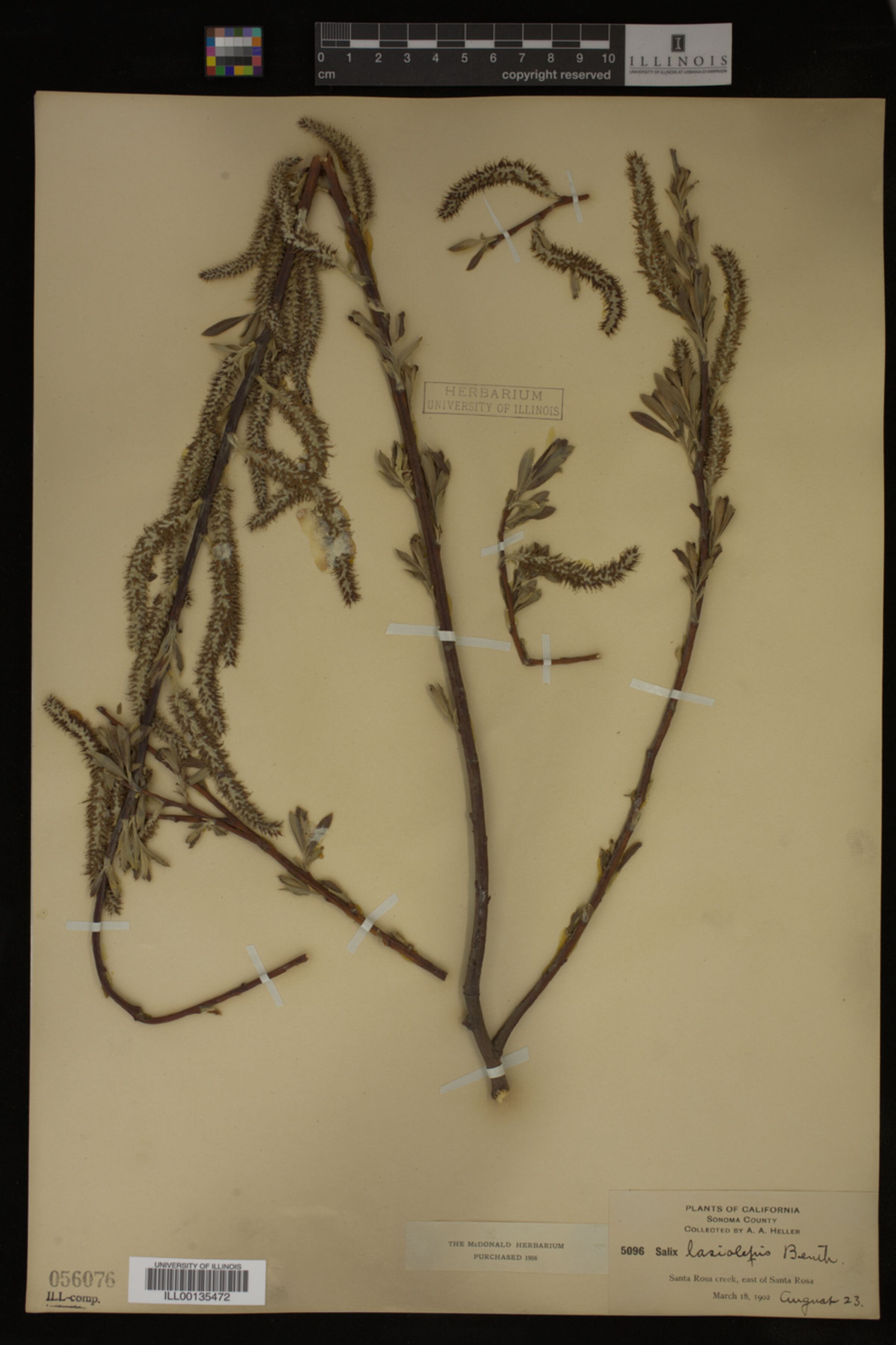 Salix lasiolepis image