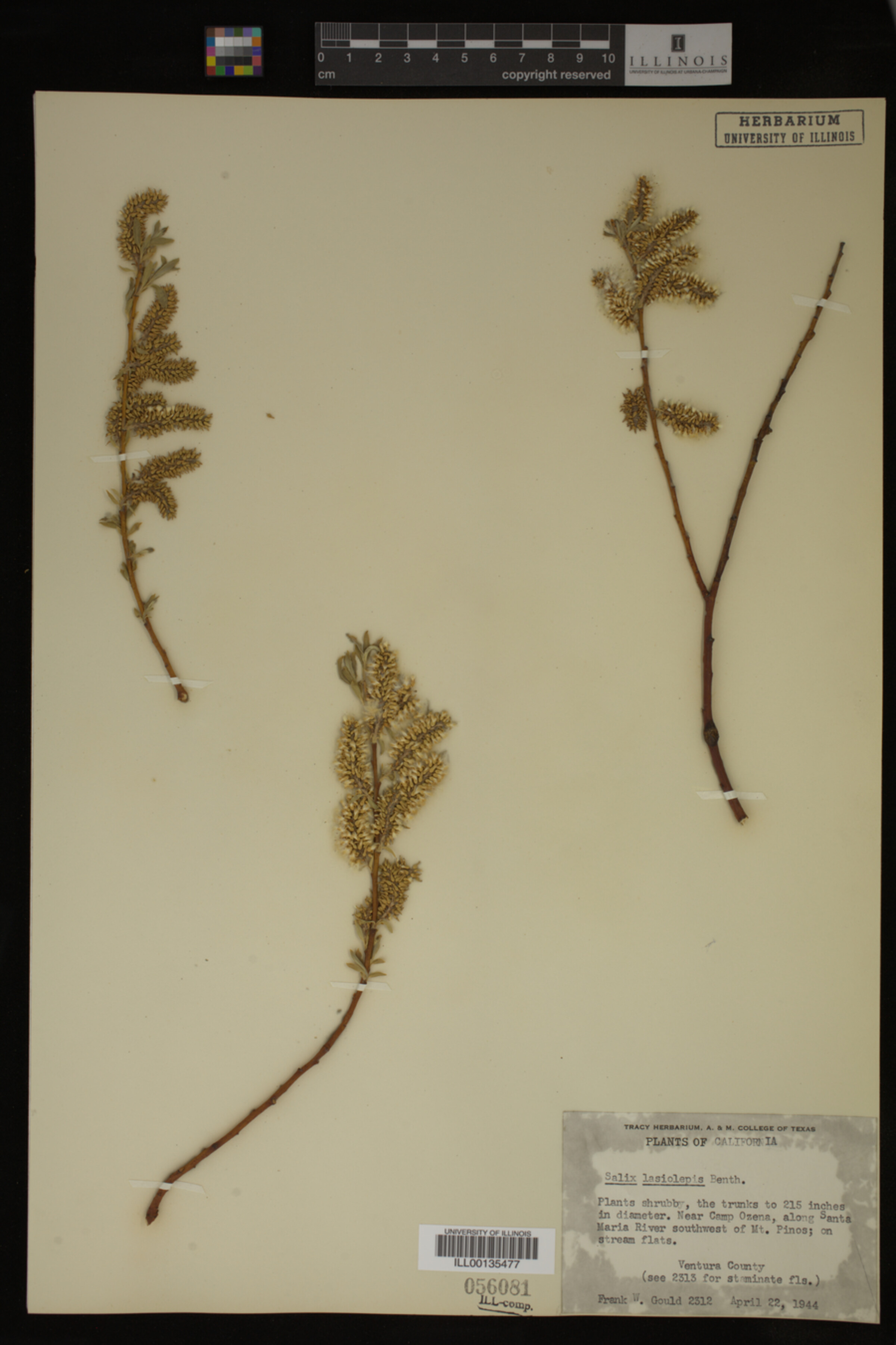 Salix lasiolepis image
