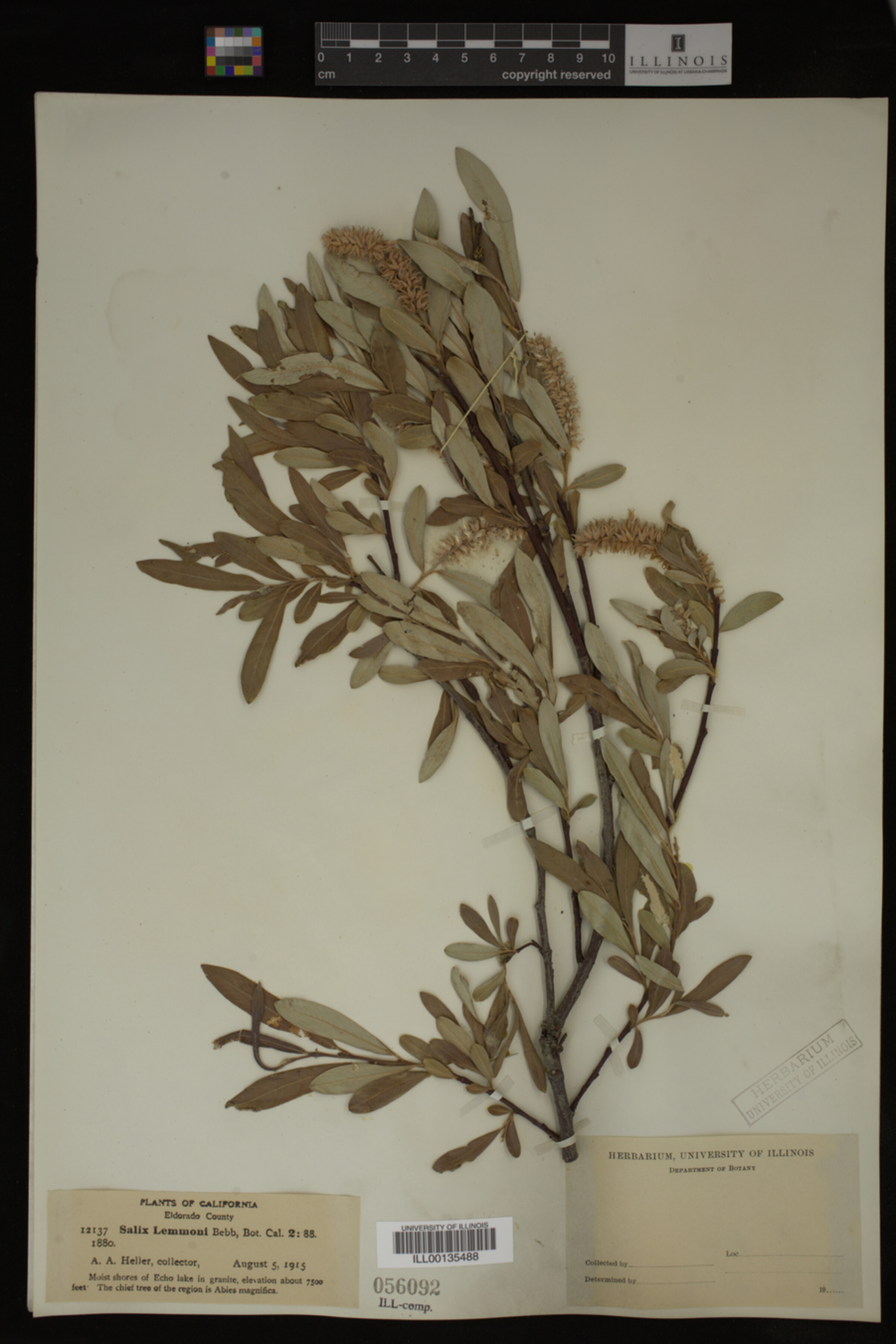 Salix lemmonii image