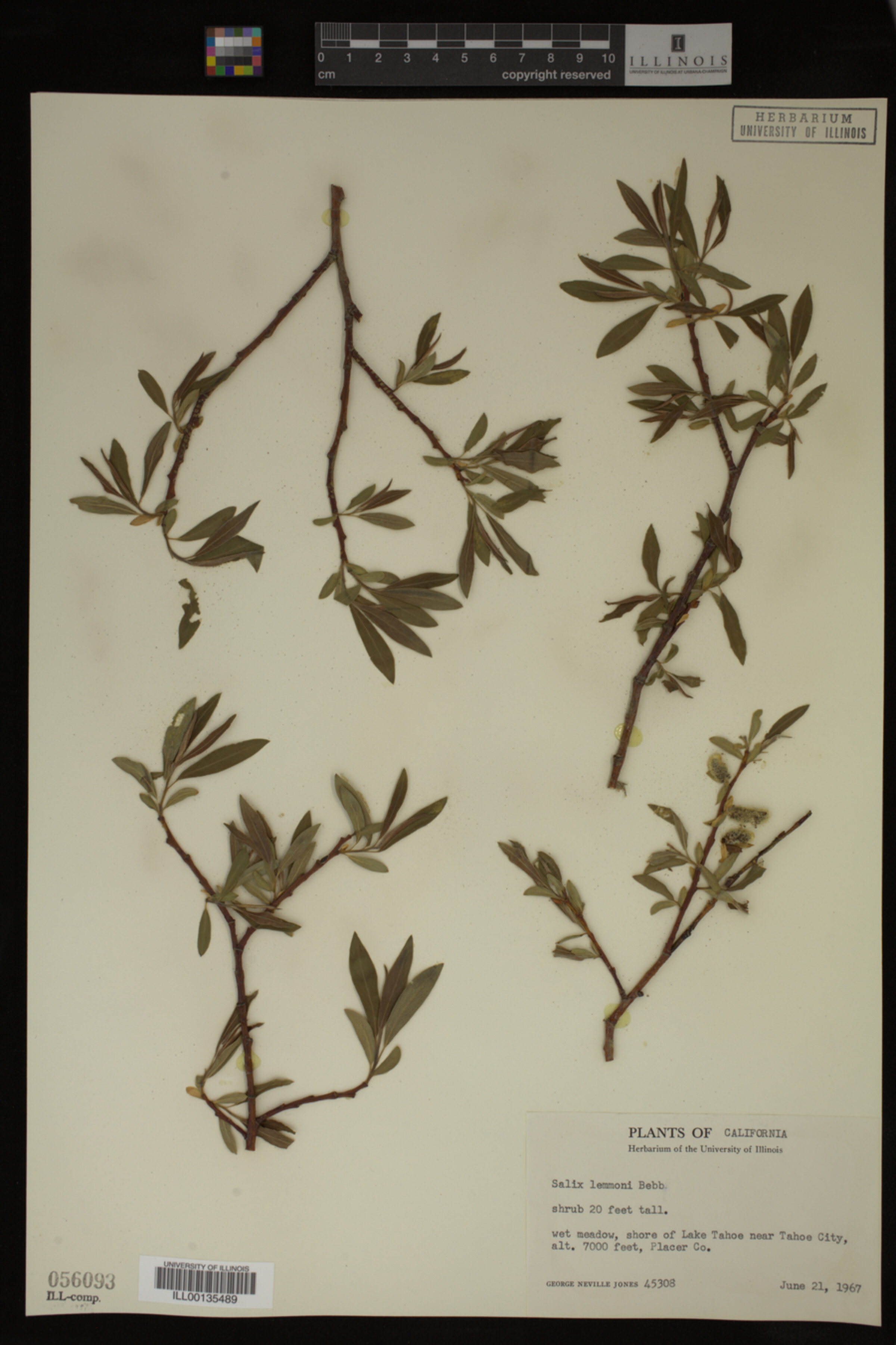 Salix lemmonii image