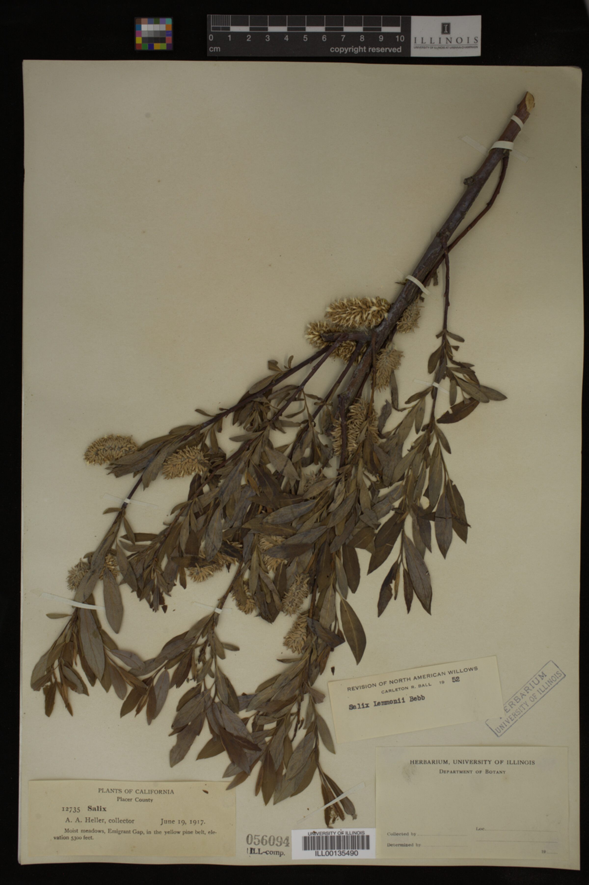 Salix lemmonii image