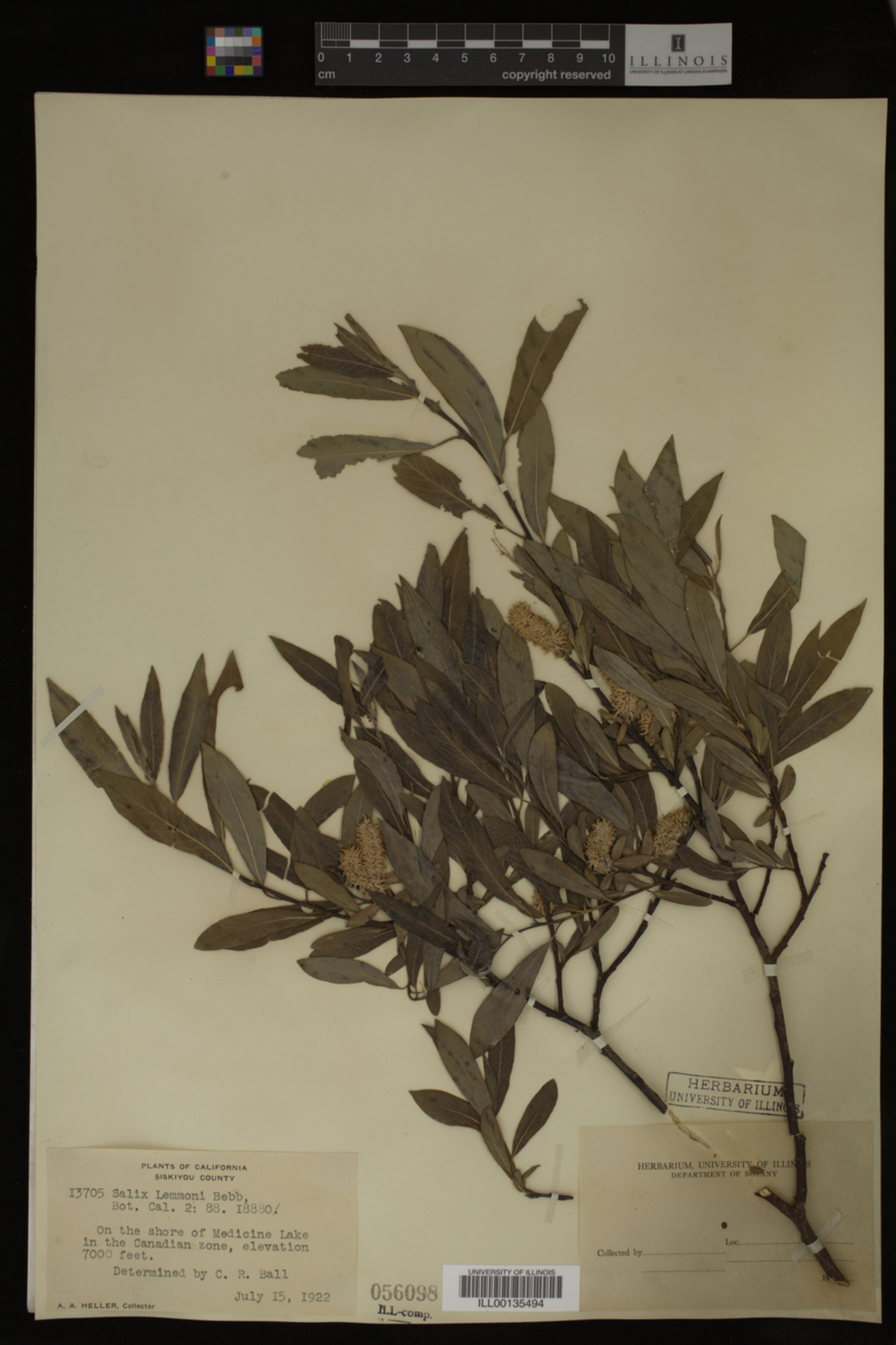 Salix lemmonii image