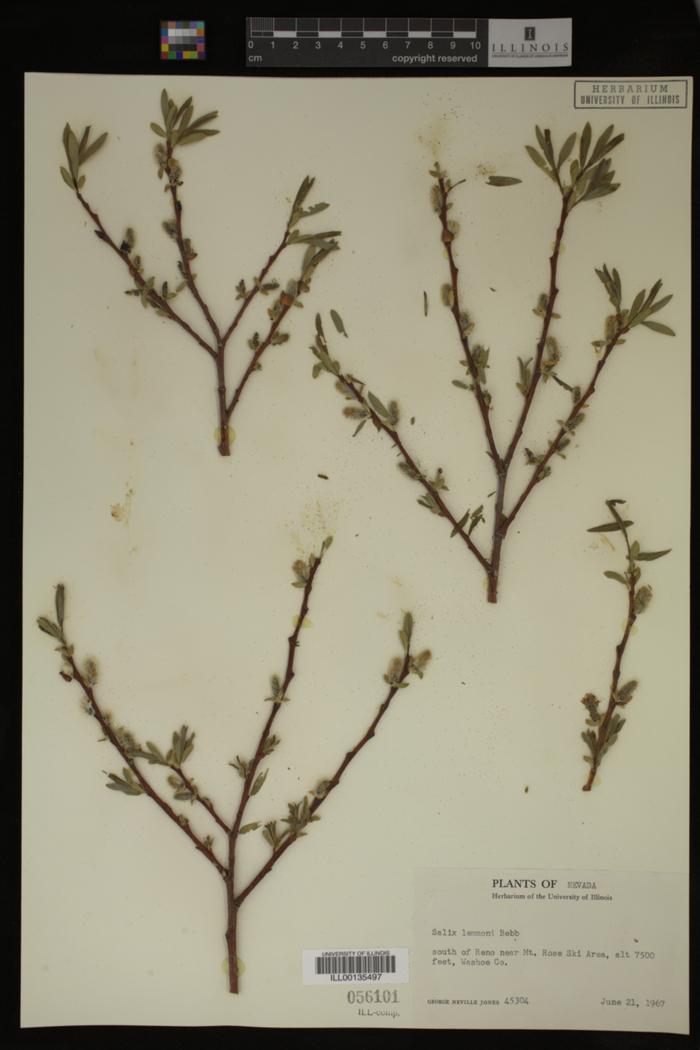 Salix lemmonii image