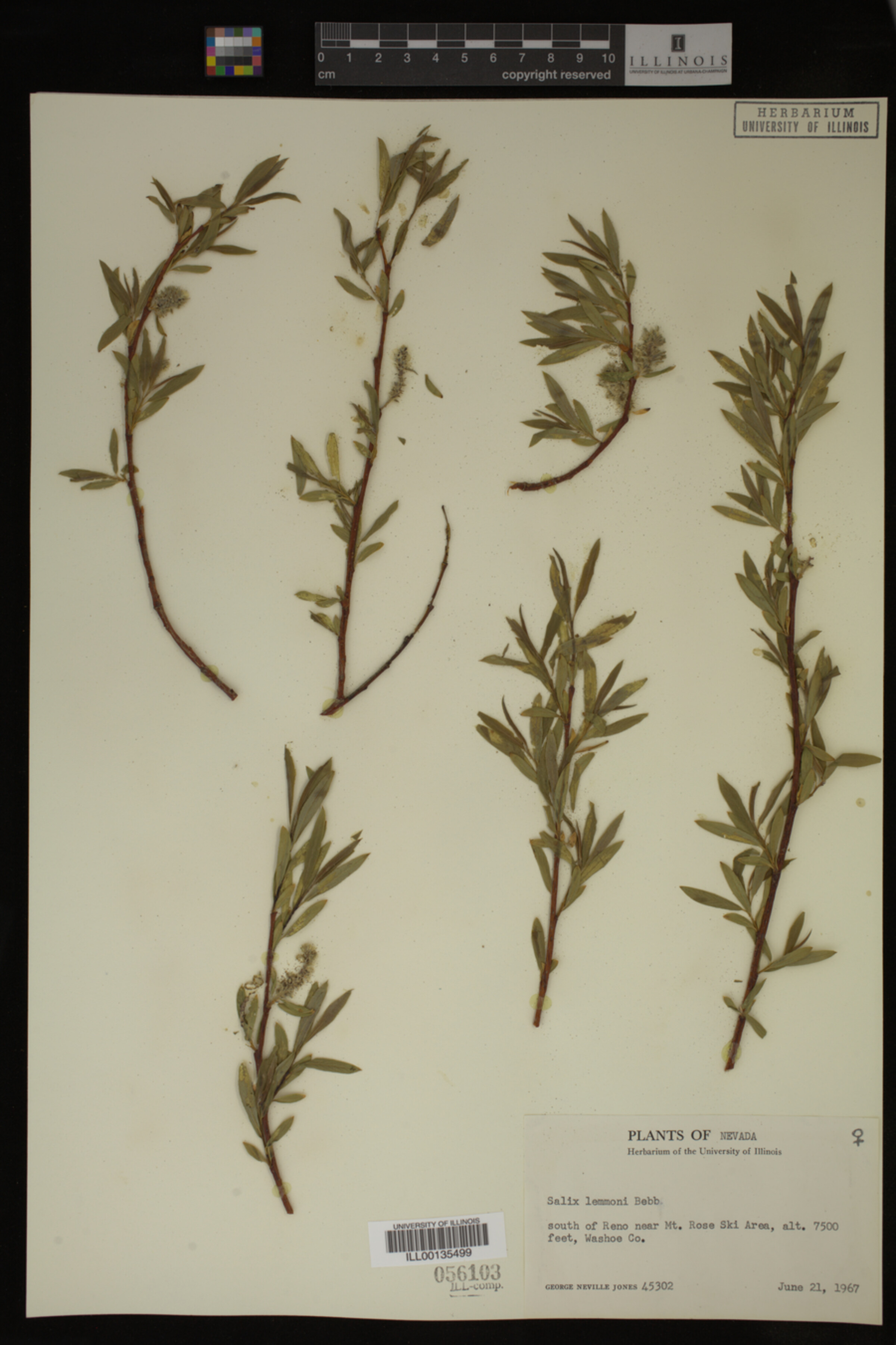 Salix lemmonii image