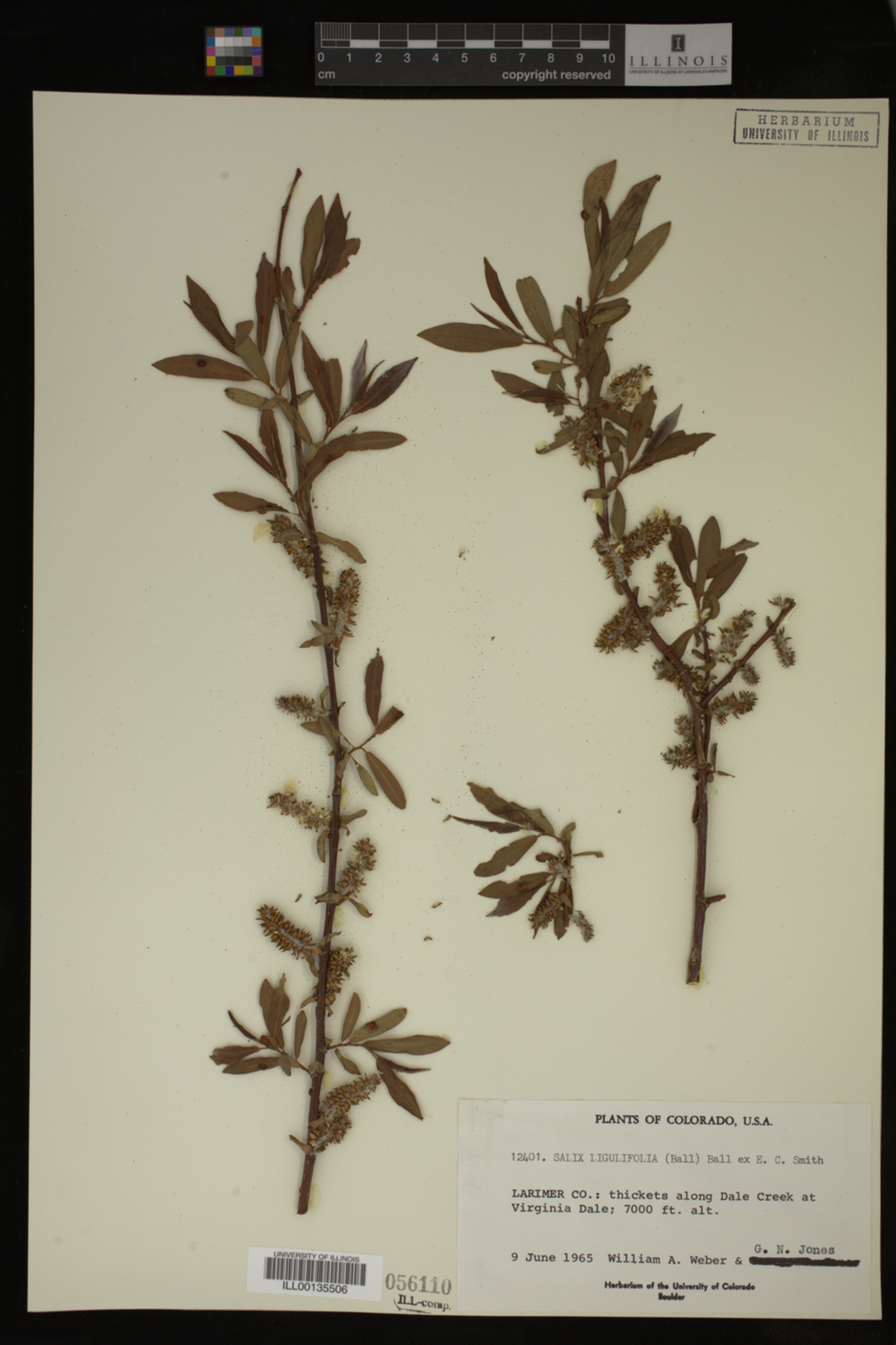 Salix ligulifolia image