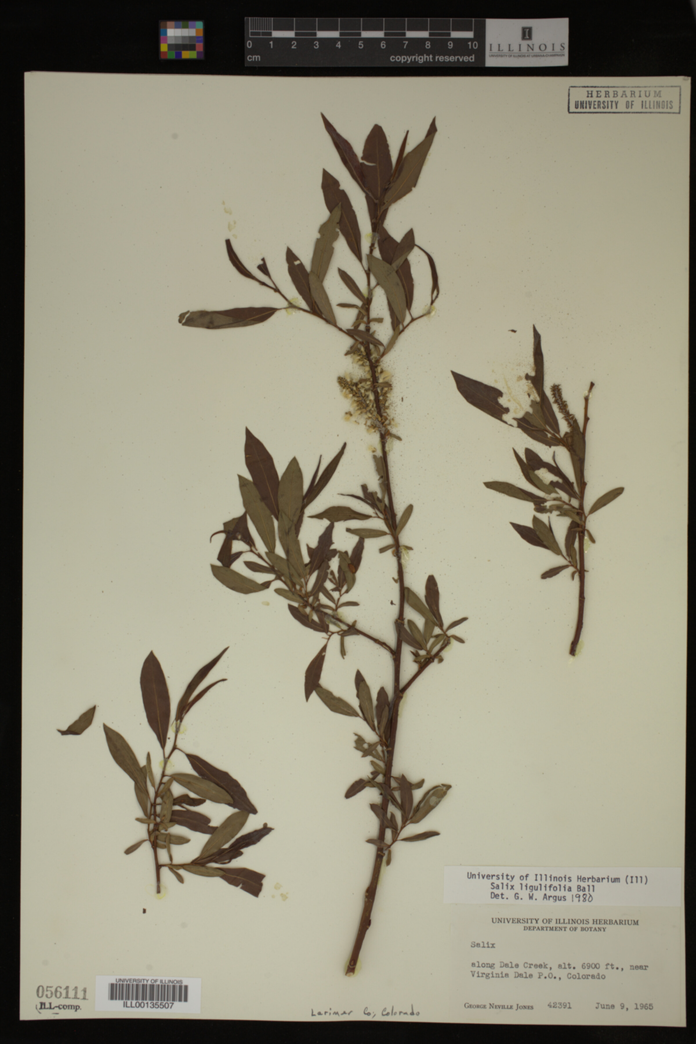 Salix ligulifolia image