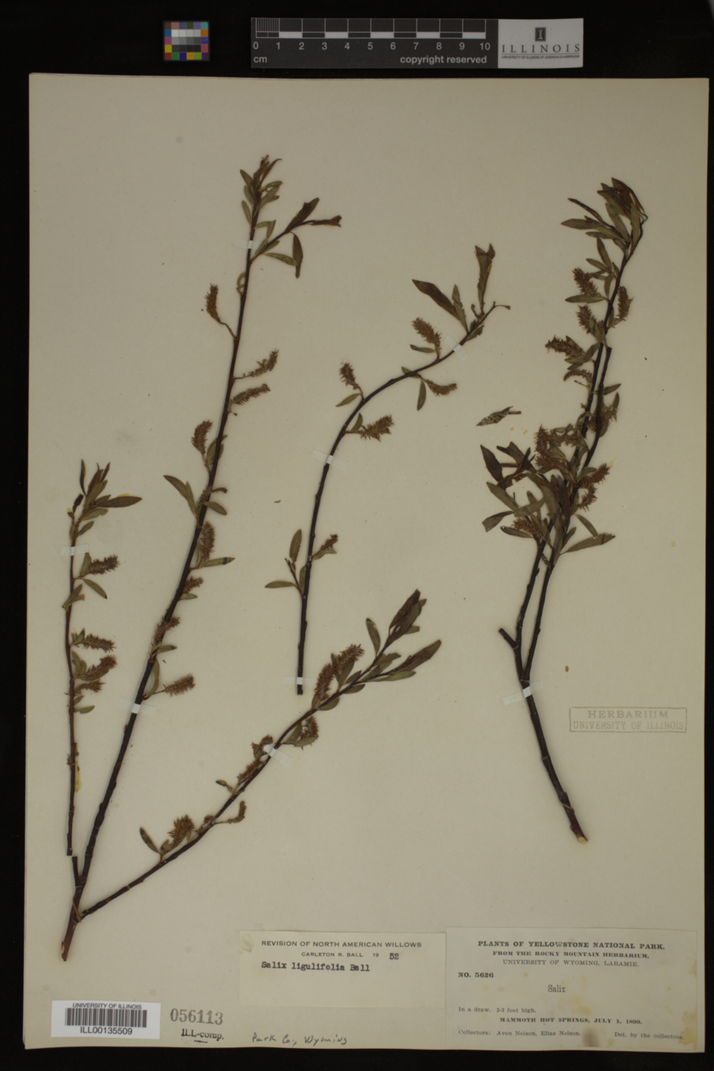 Salix ligulifolia image