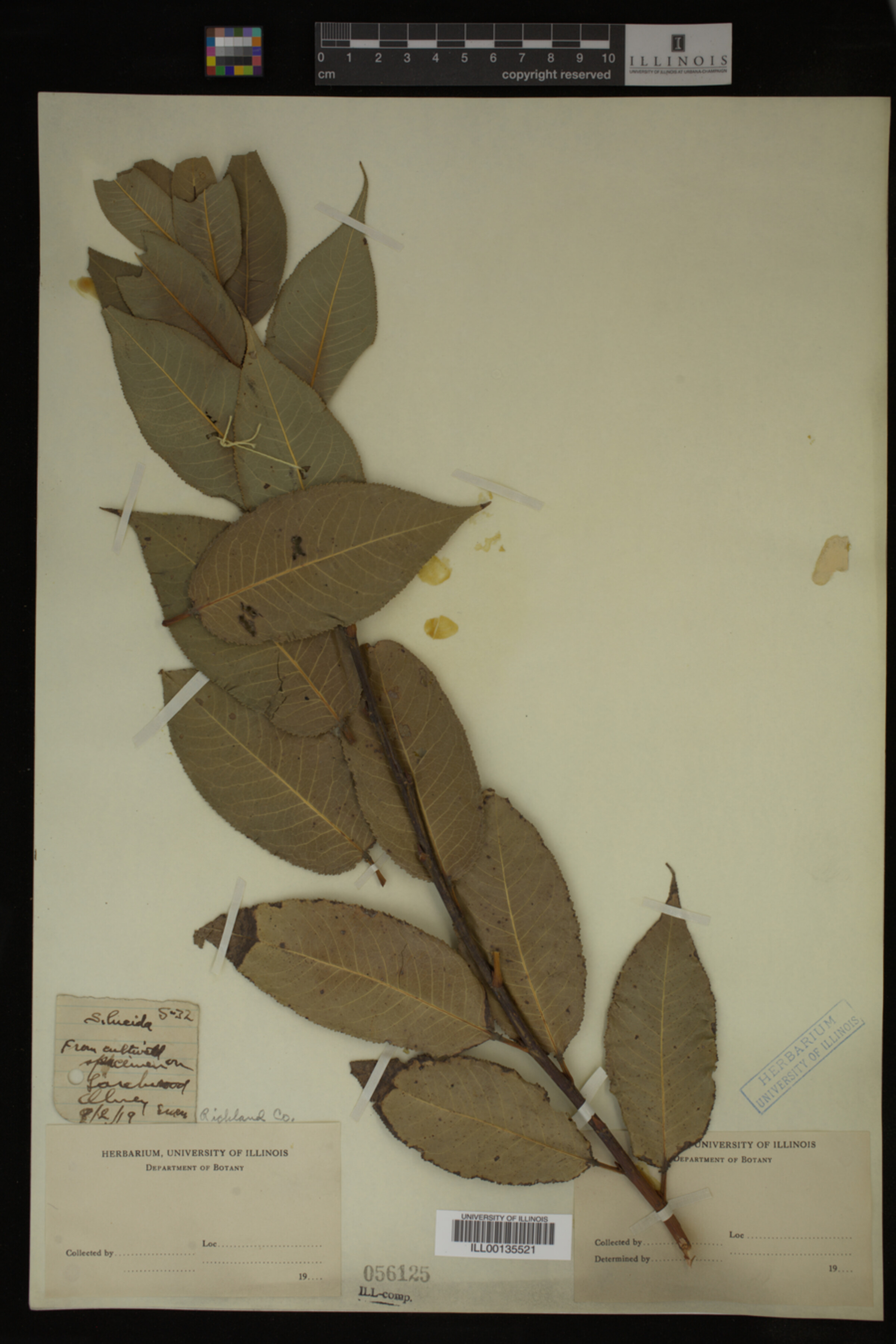 Salix lucida image