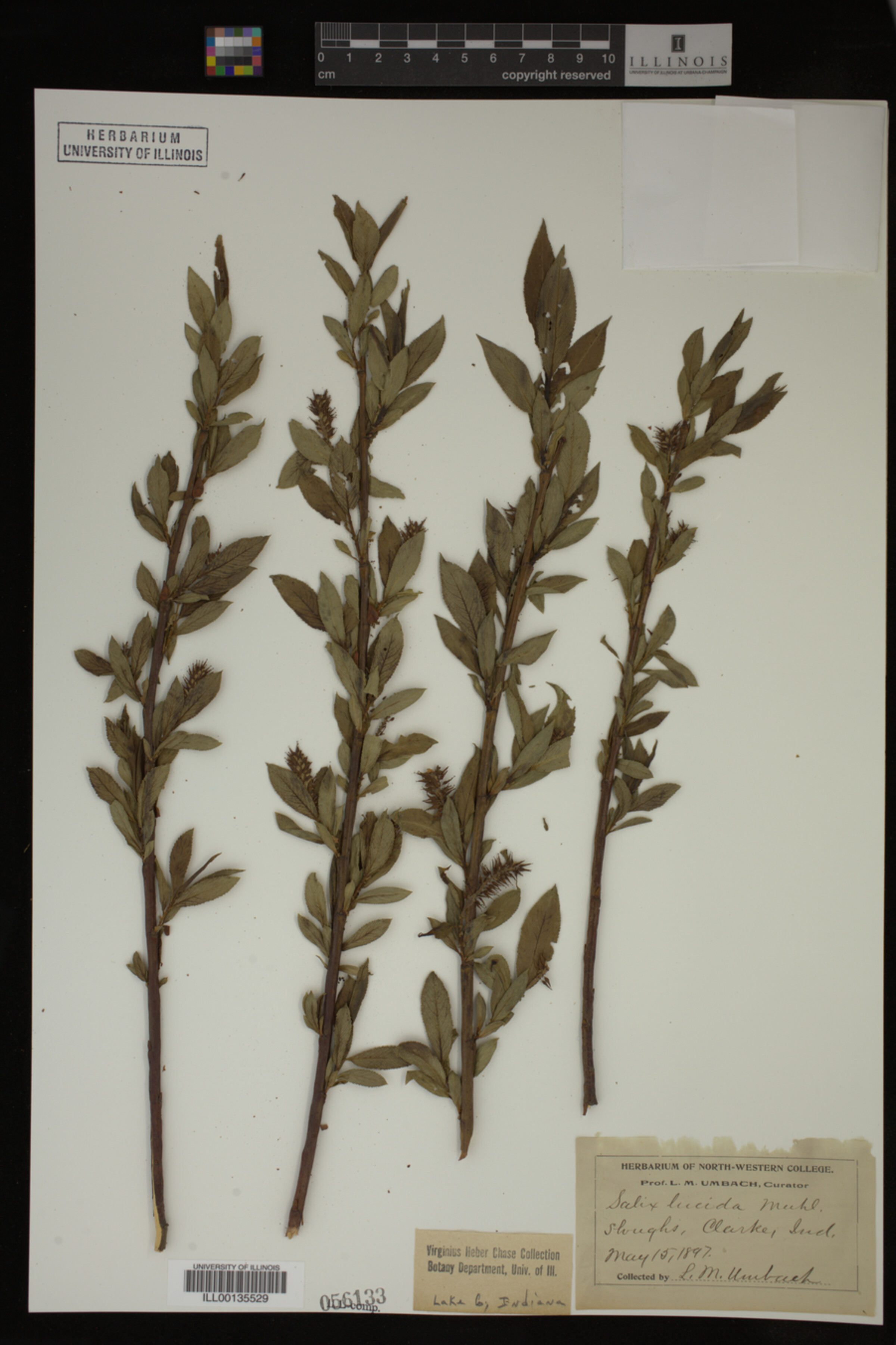 Salix lucida image