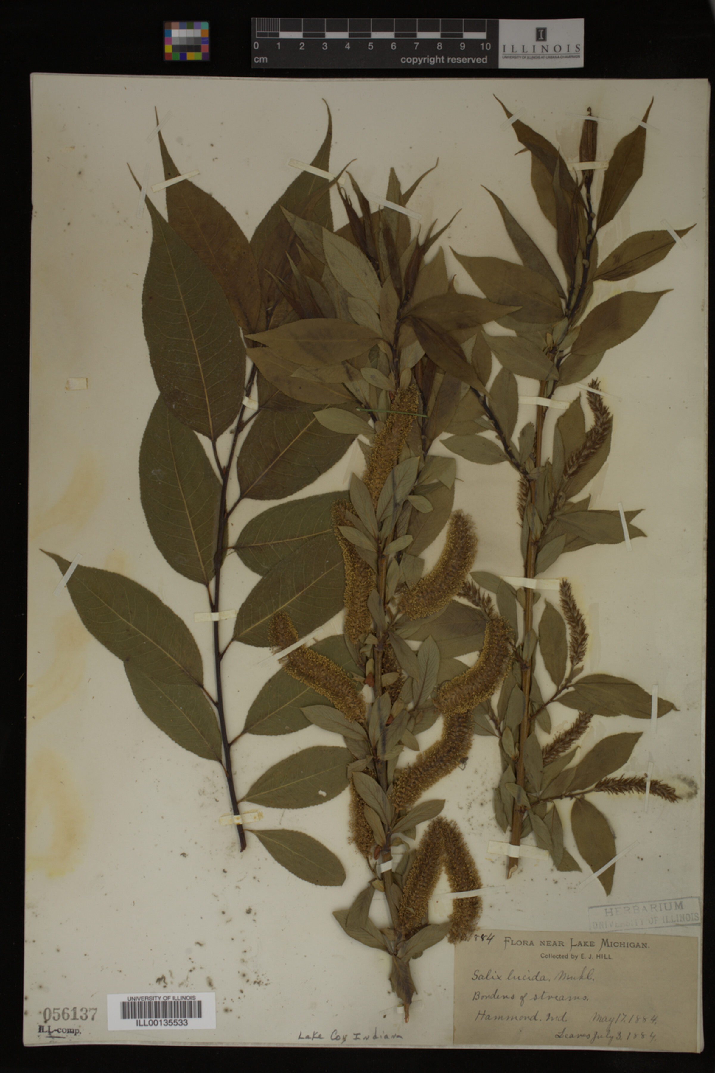 Salix lucida image