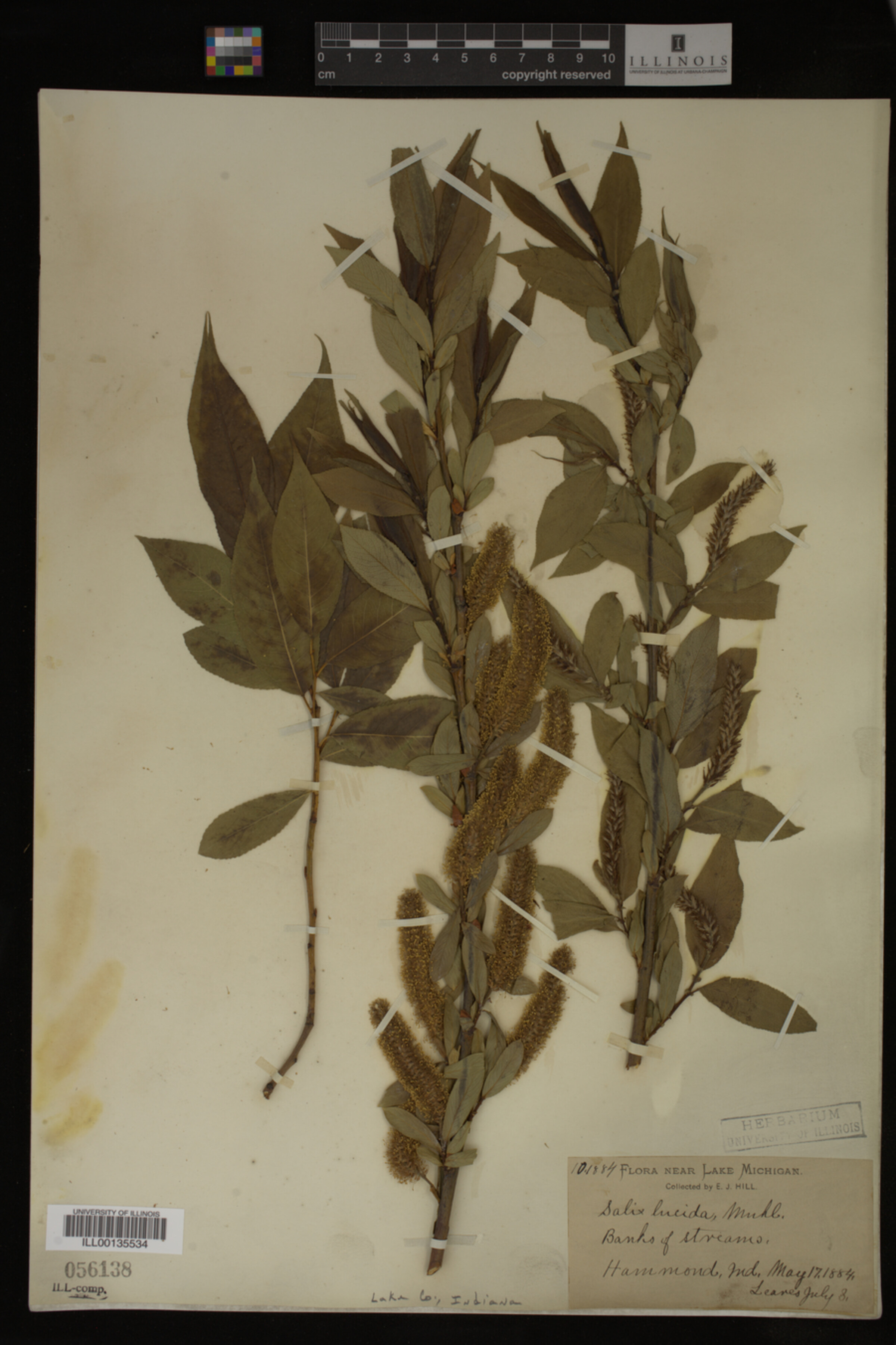 Salix lucida image
