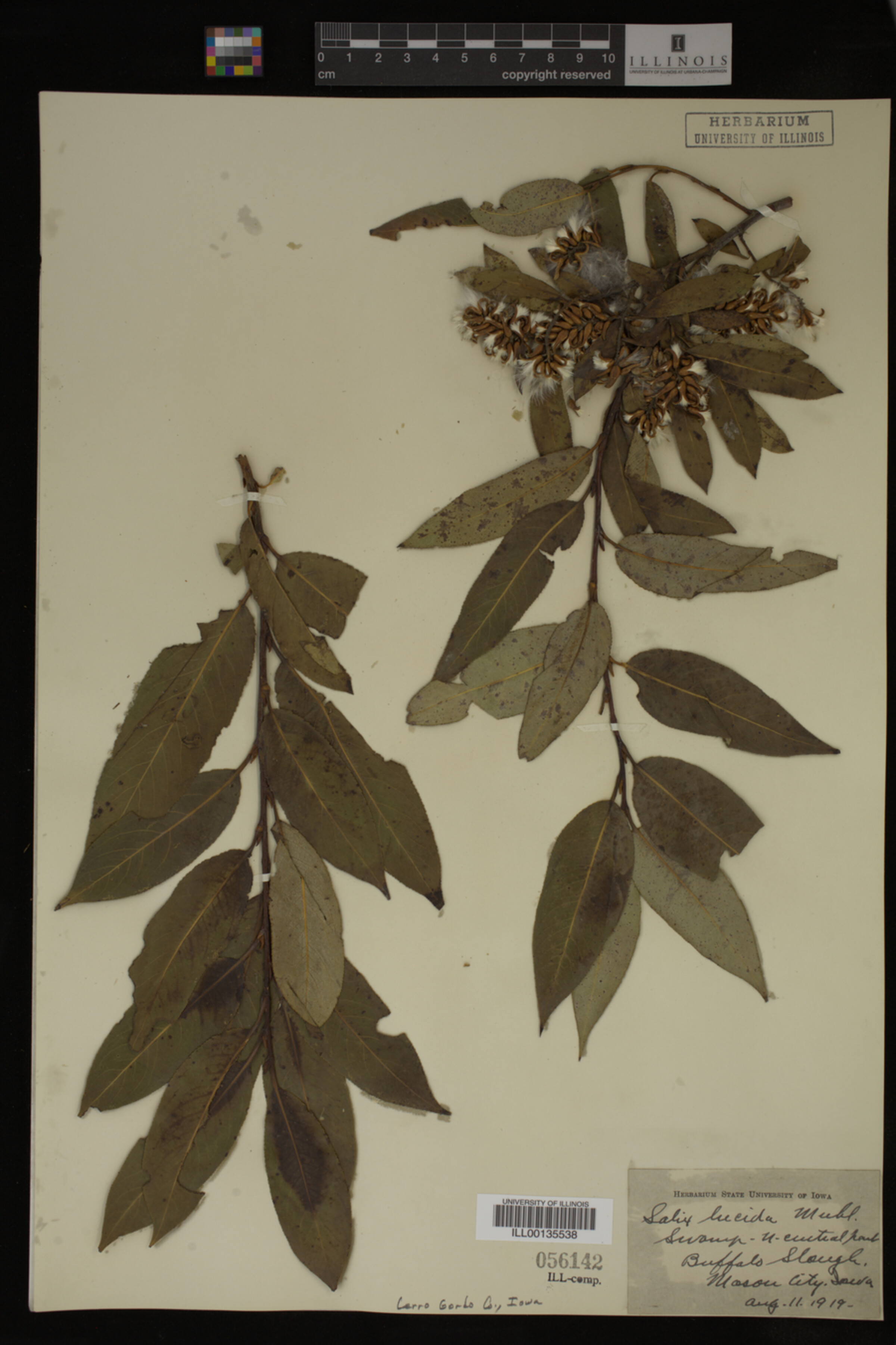 Salix lucida image