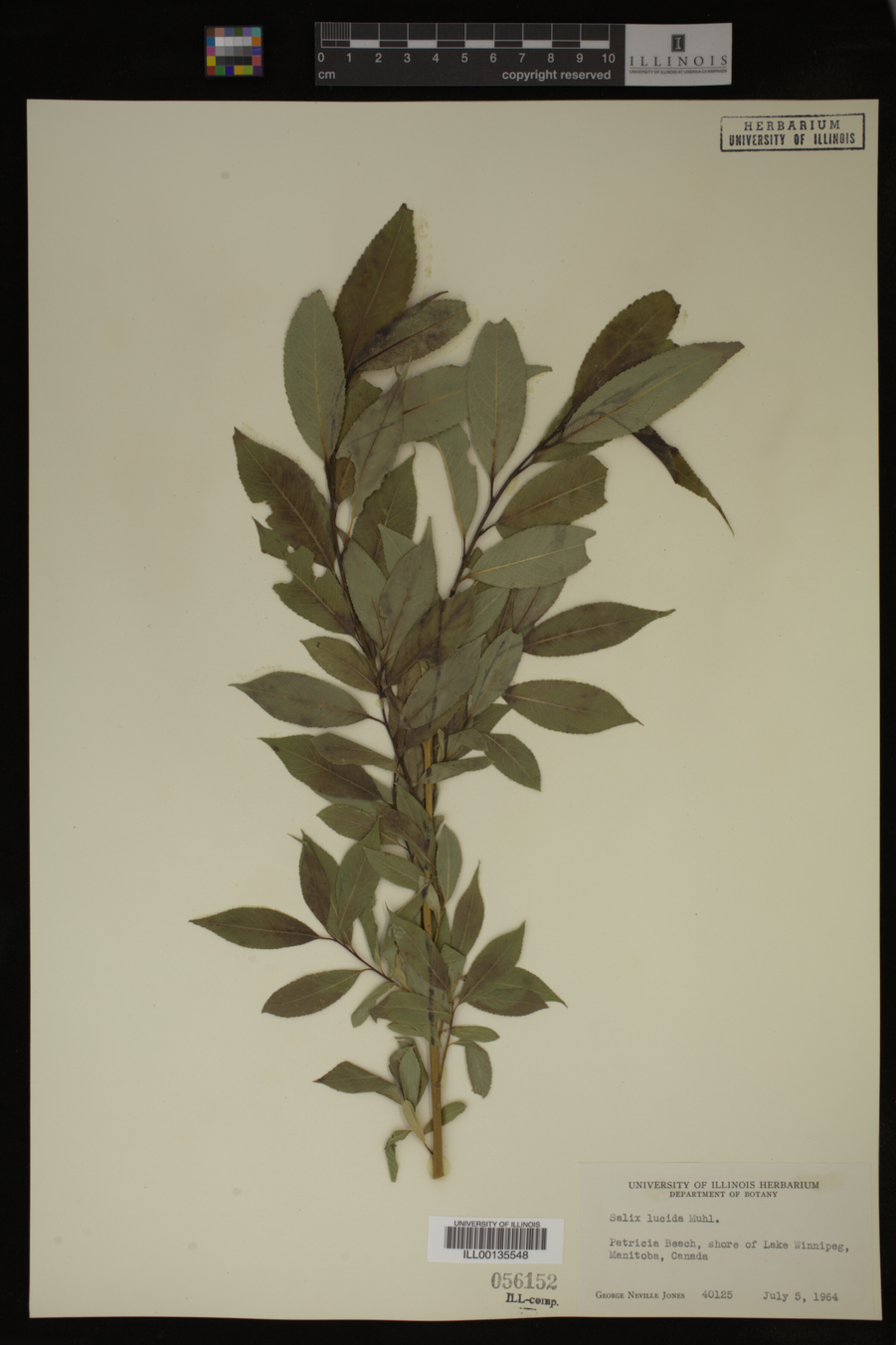 Salix lucida image