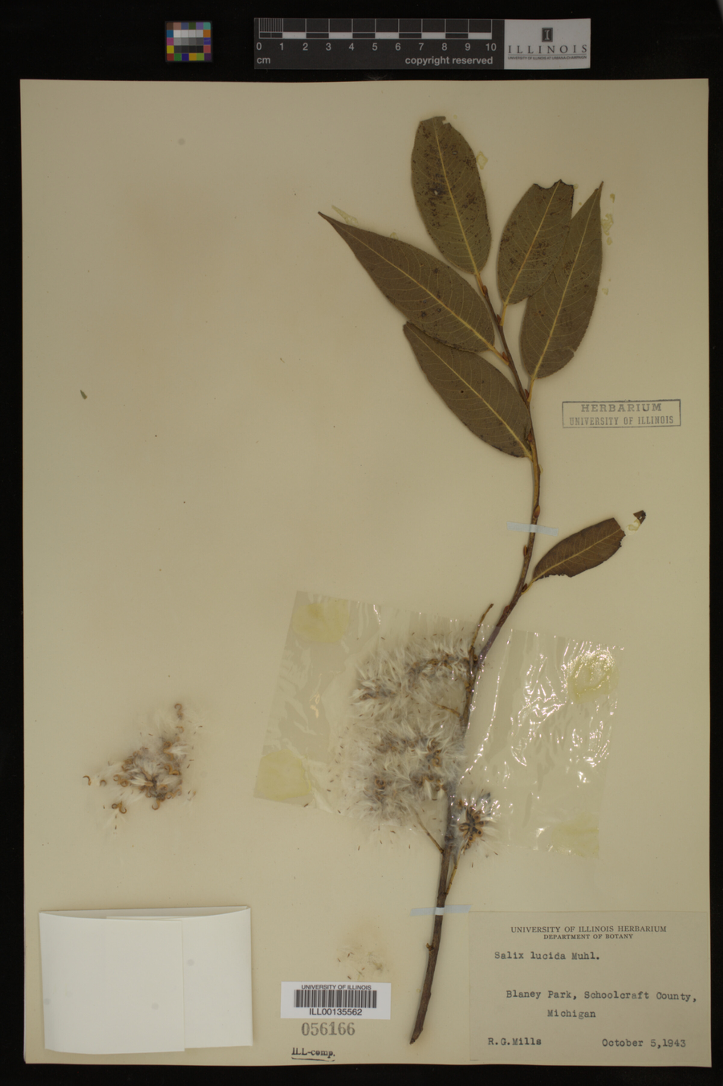 Salix lucida image