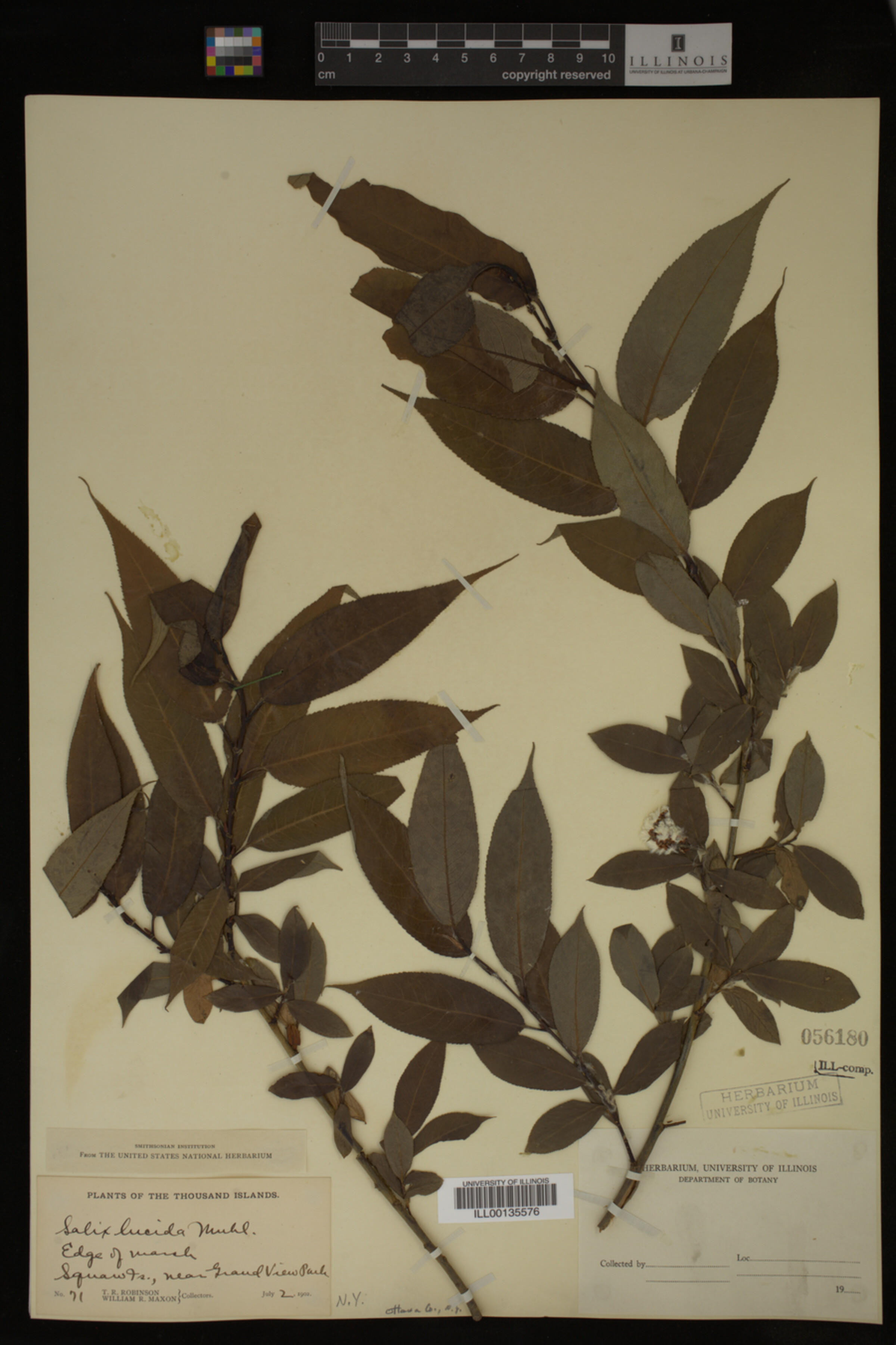Salix lucida image
