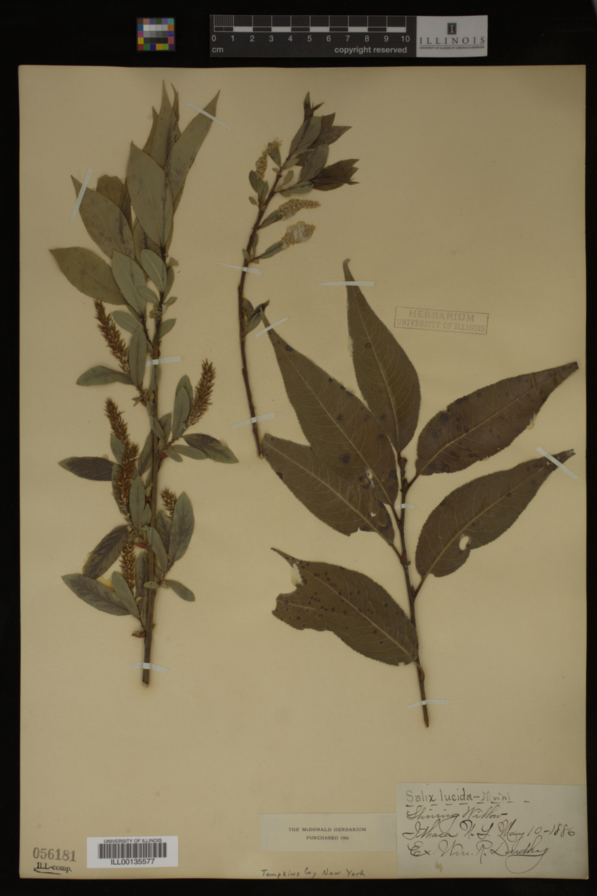 Salix lucida image