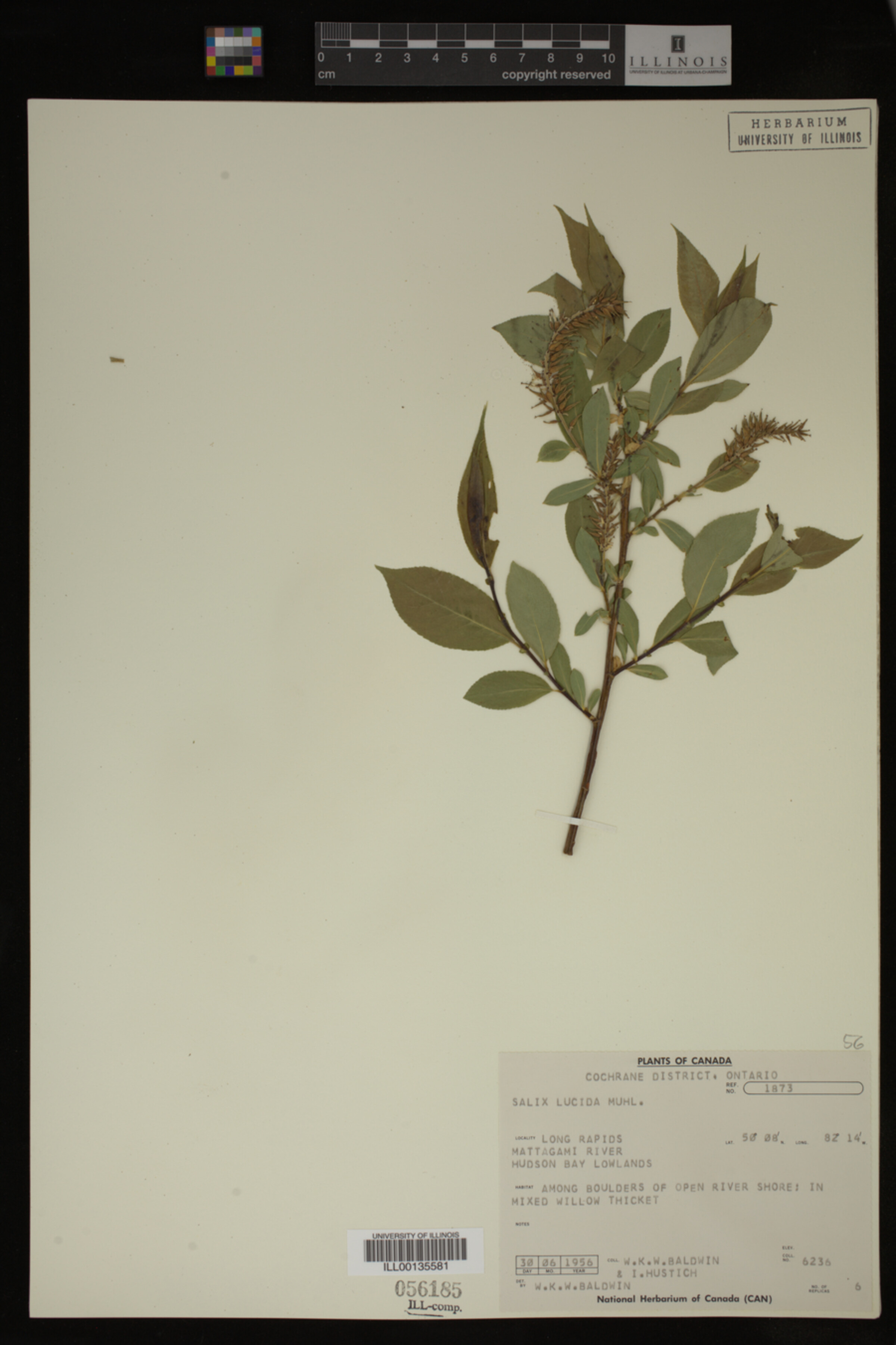 Salix lucida image