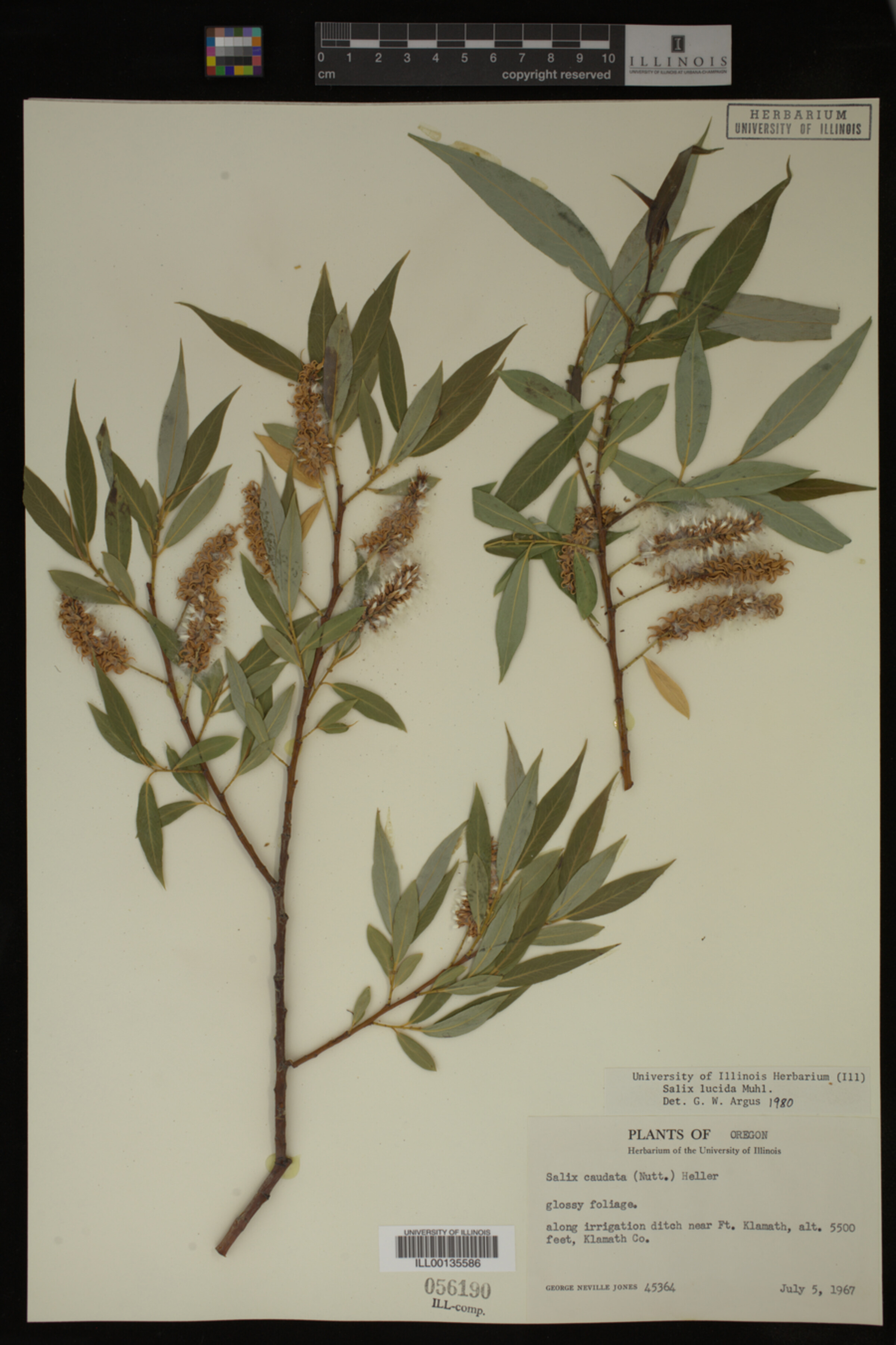 Salix lucida image