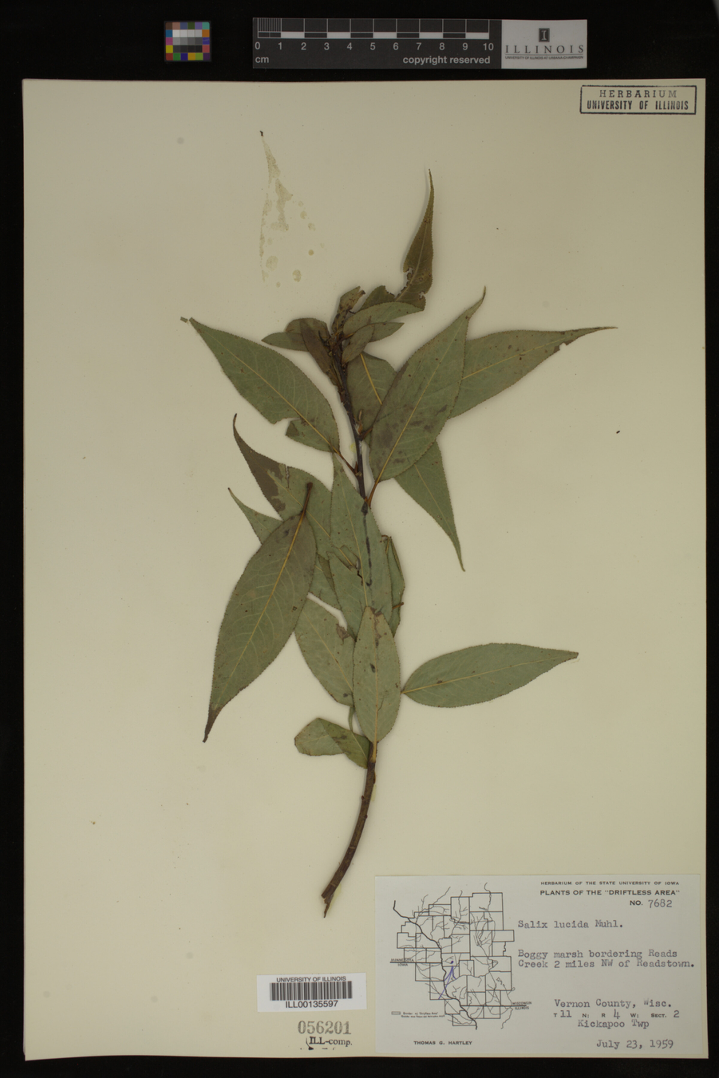 Salix lucida image