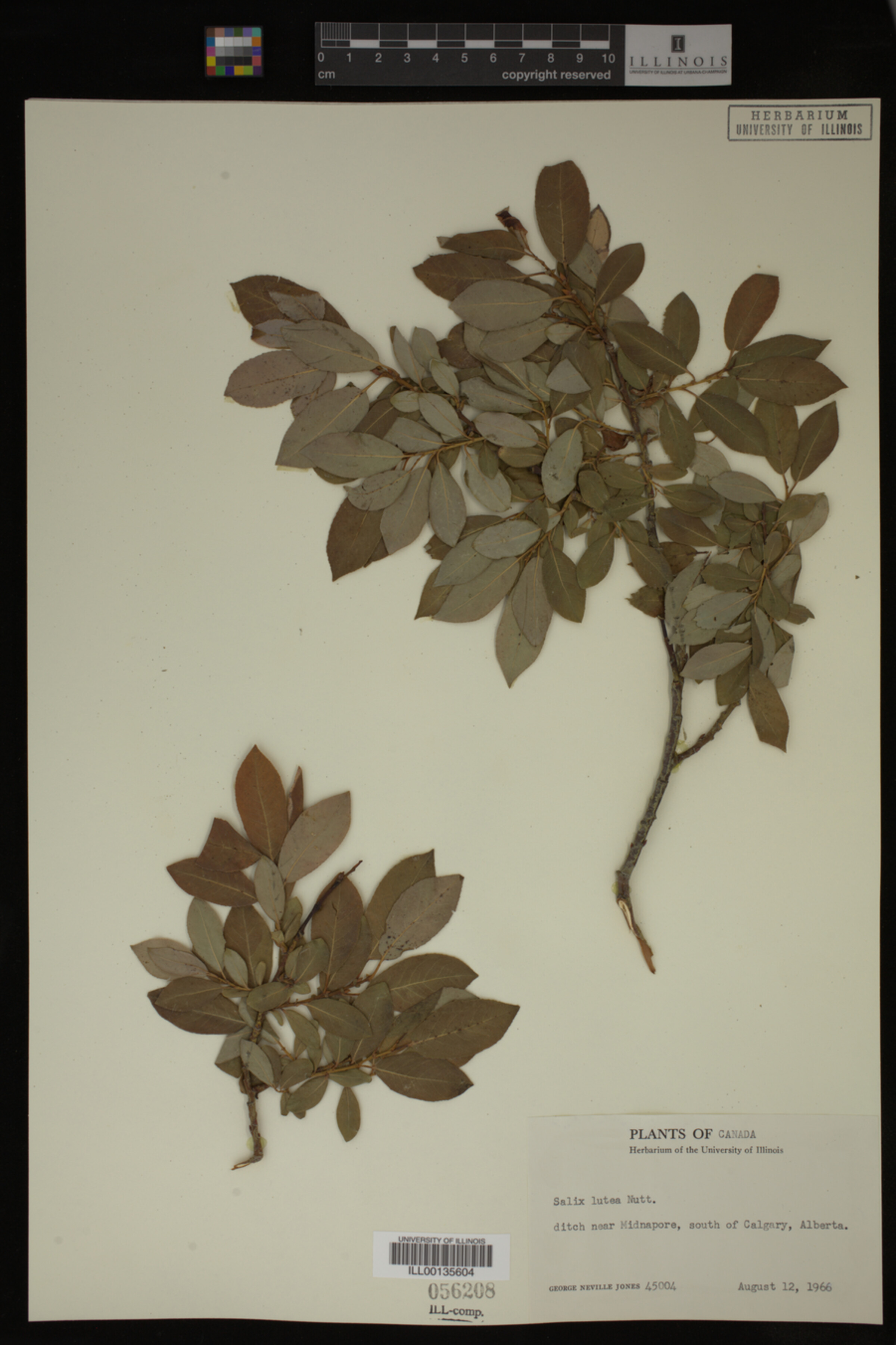 Salix lutea image