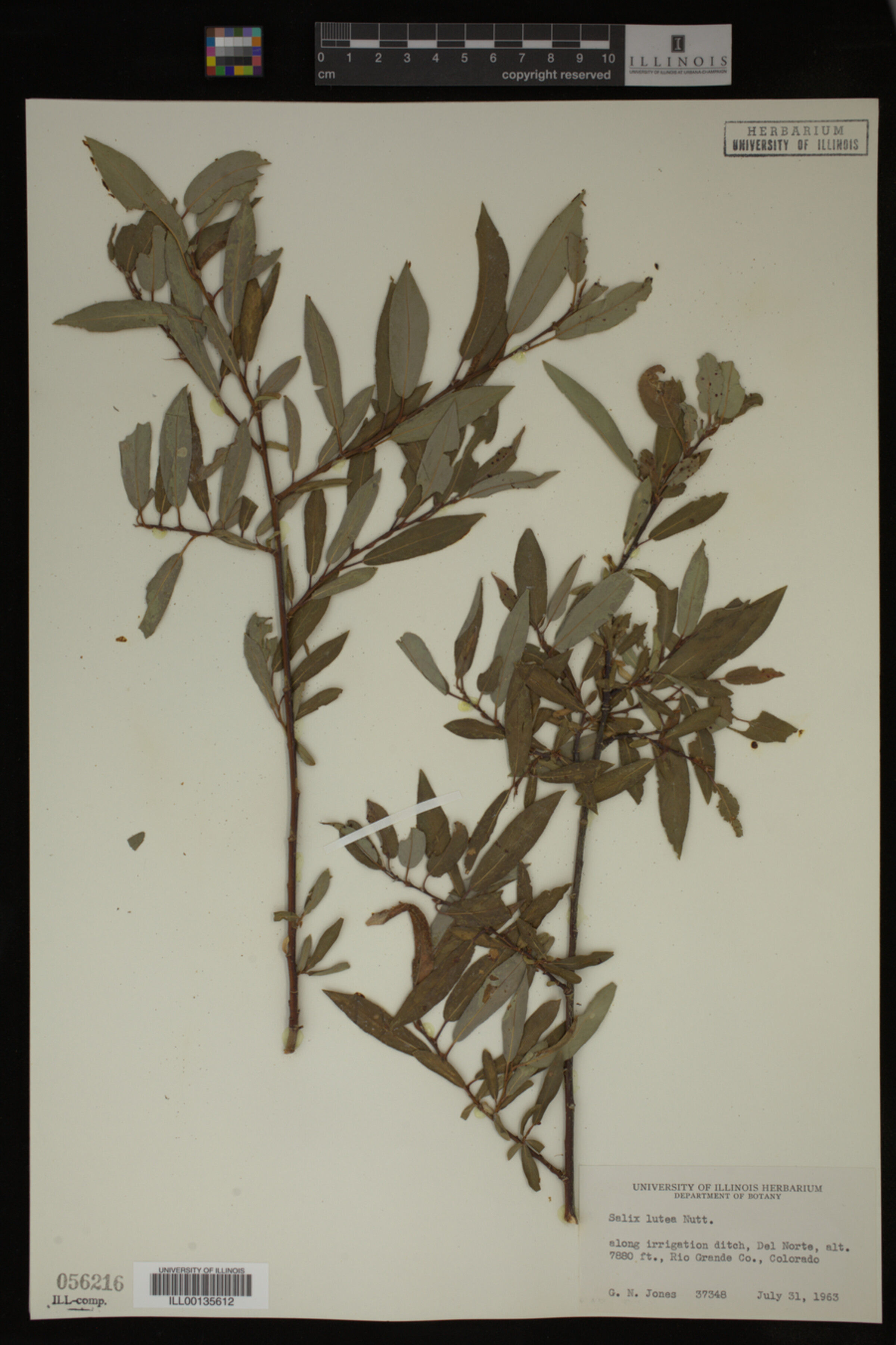 Salix lutea image