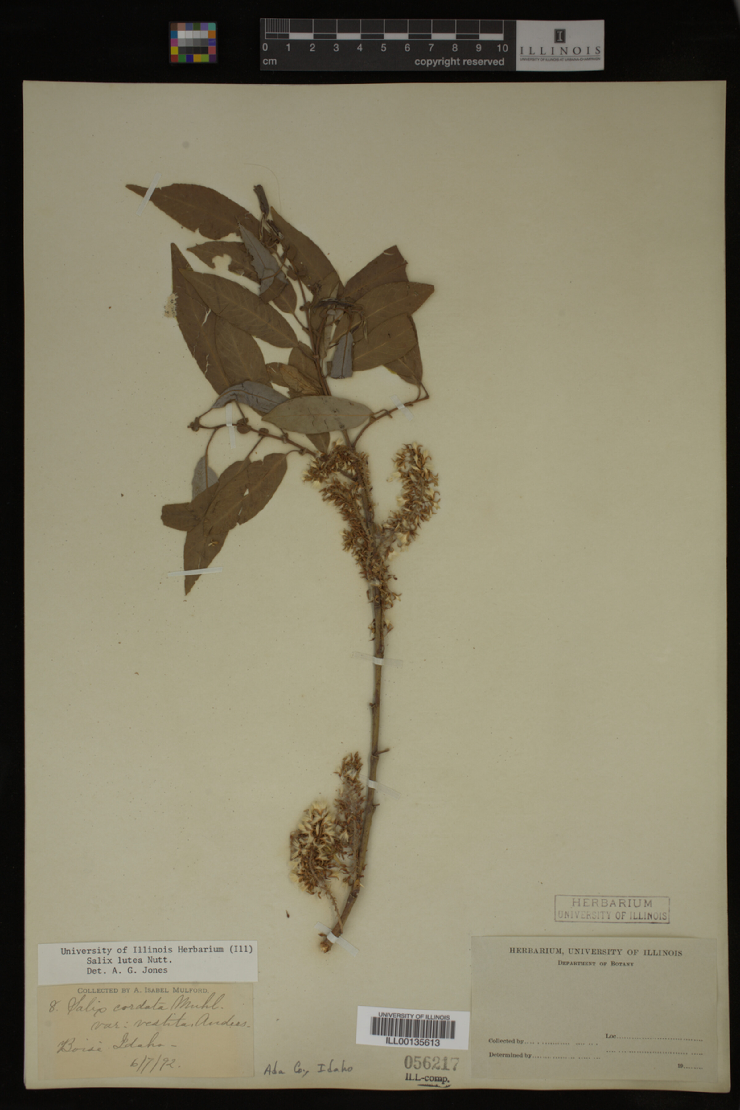 Salix lutea image
