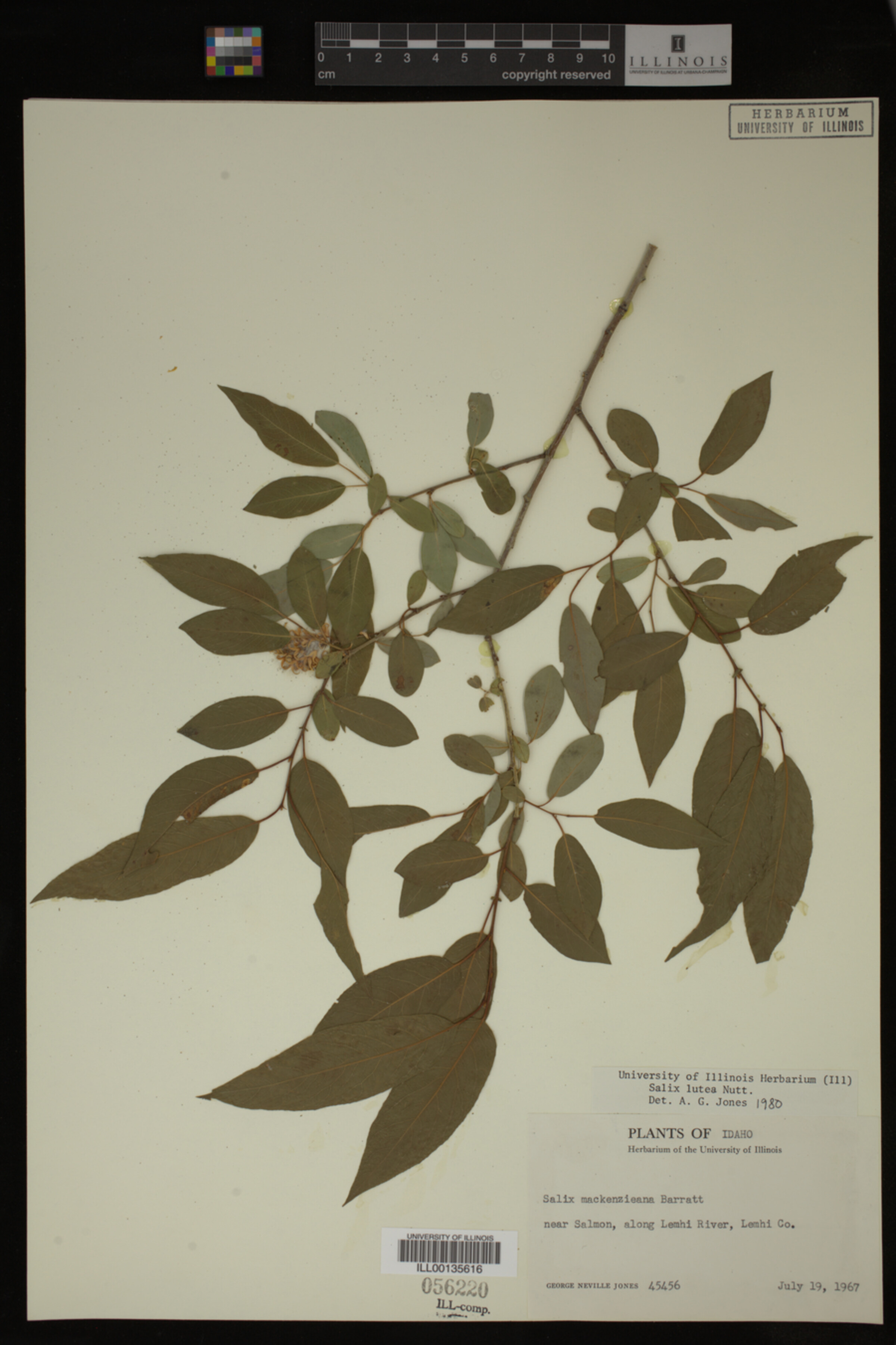 Salix lutea image