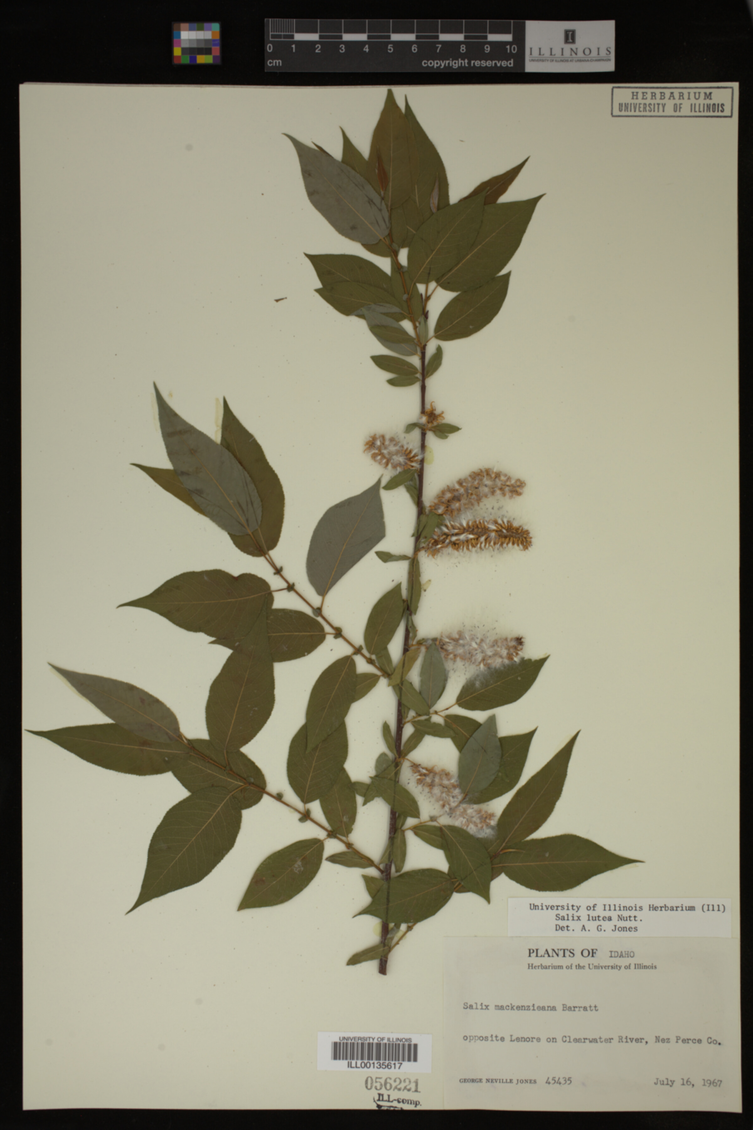 Salix lutea image