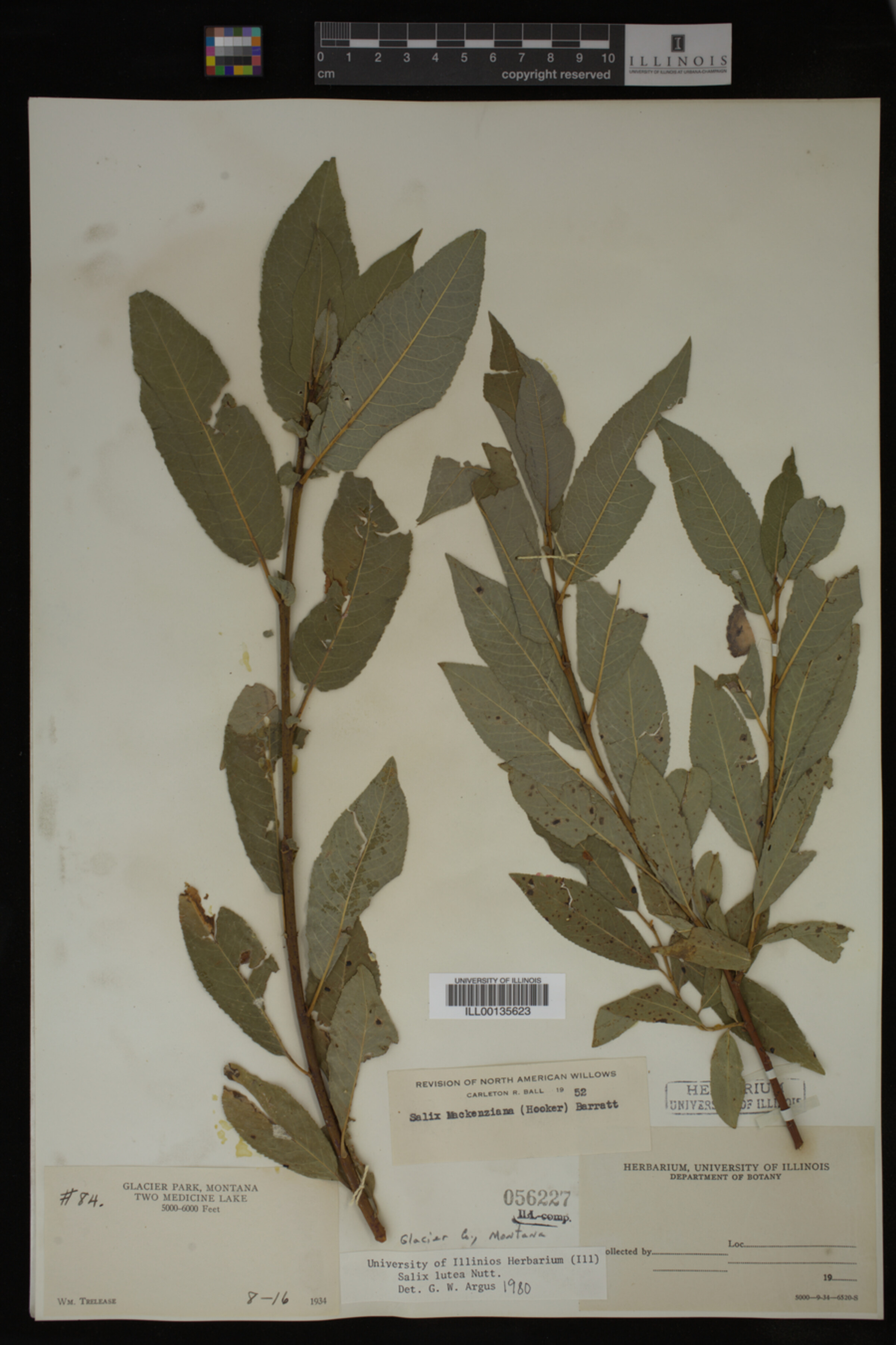 Salix lutea image