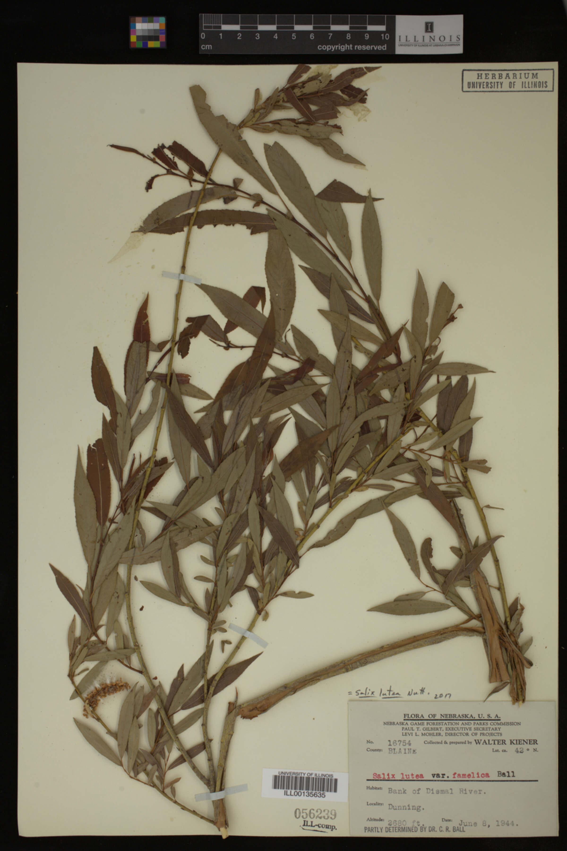 Salix lutea image