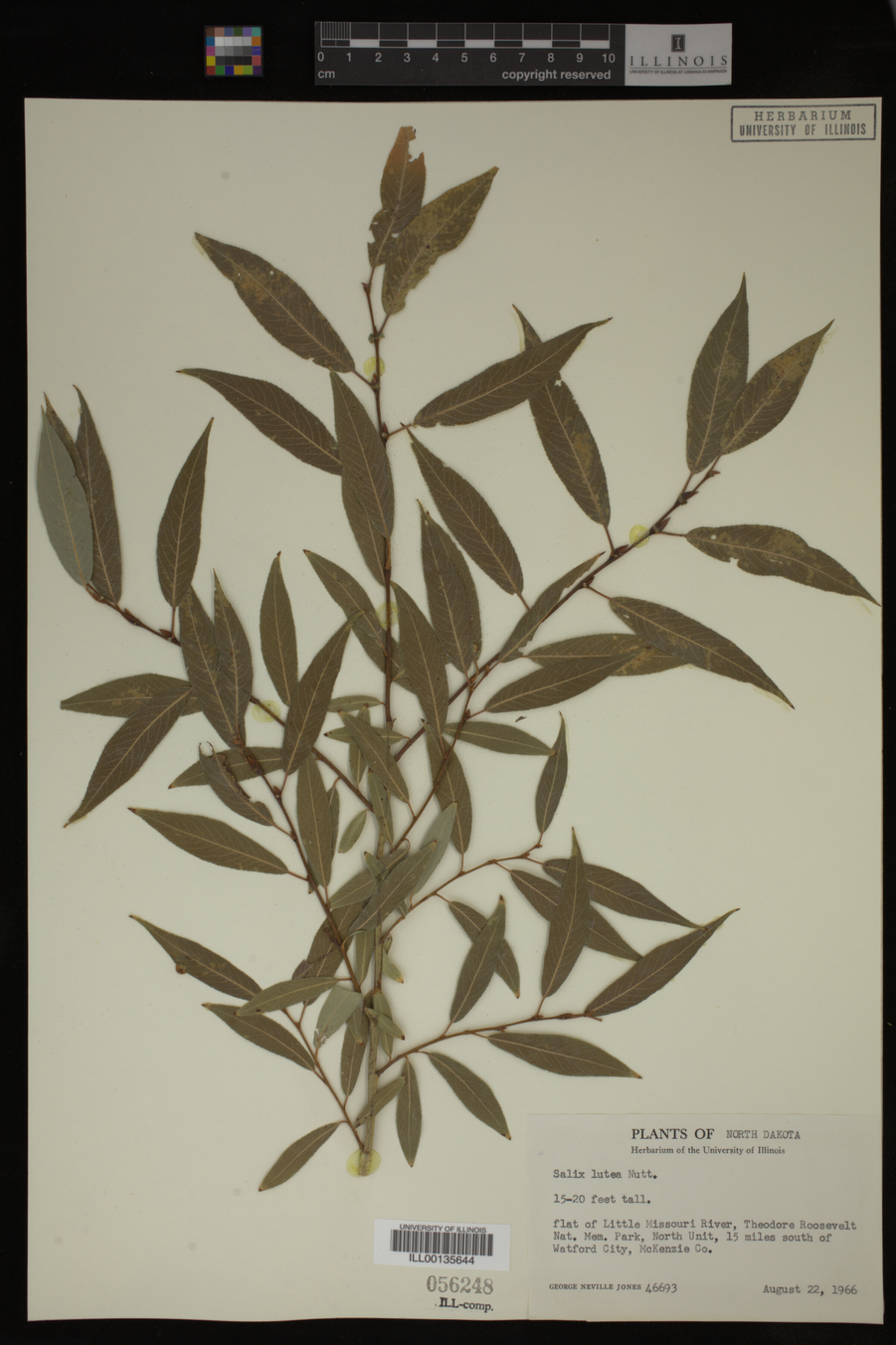 Salix lutea image