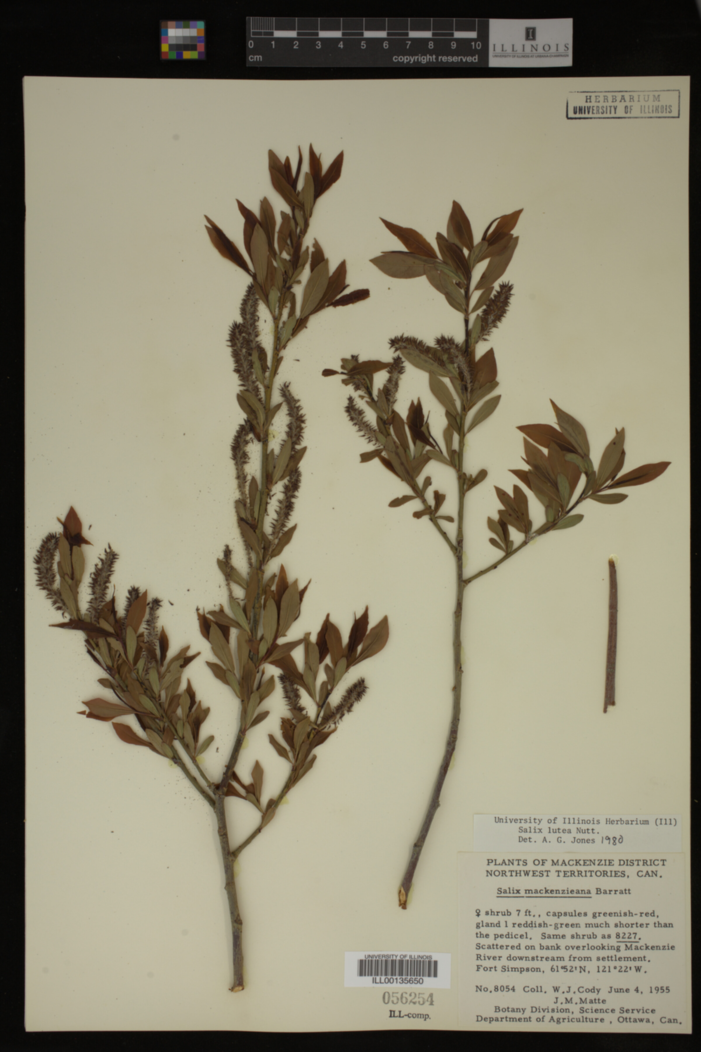 Salix lutea image